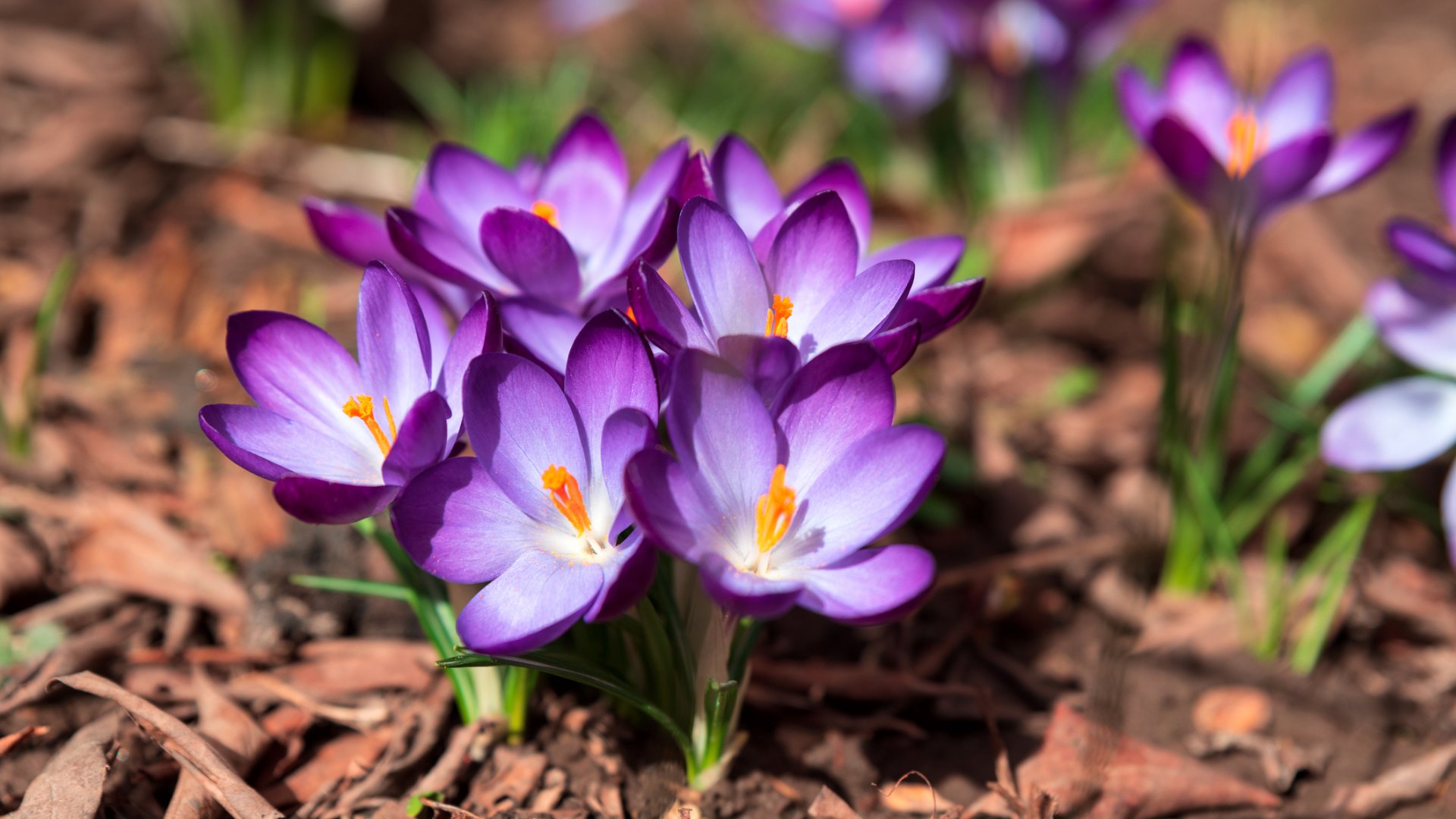 Csodás krókusz fajták, amelyek feldobják a kertet Csodás krókusz fajták, amelyek feldobják a kertet