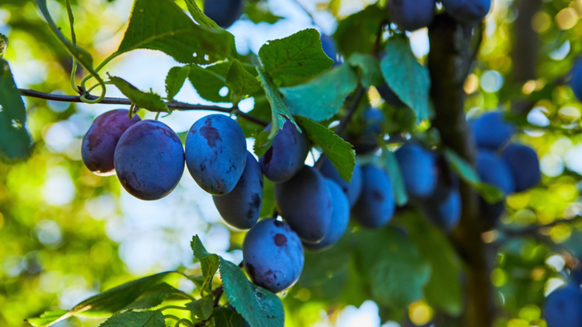 A fantasztikus és édes szilva! Fajták, amiket kár lenne kihagyni A fantasztikus és édes szilva! Fajták, amiket kár lenne kihagyni