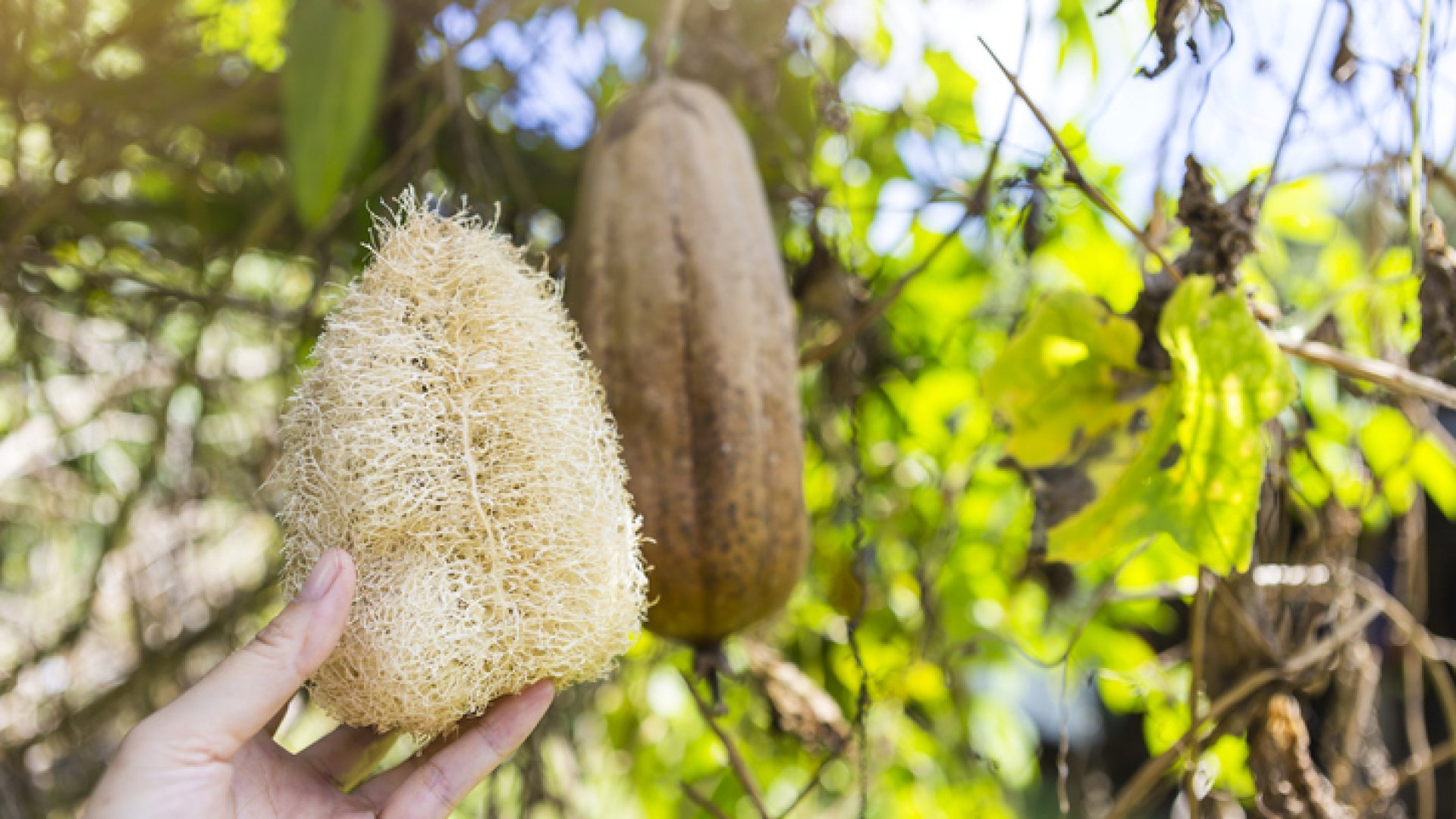 Mikor érett a luffatök? Olvasd el a szivacskészítés egyszerű módját is