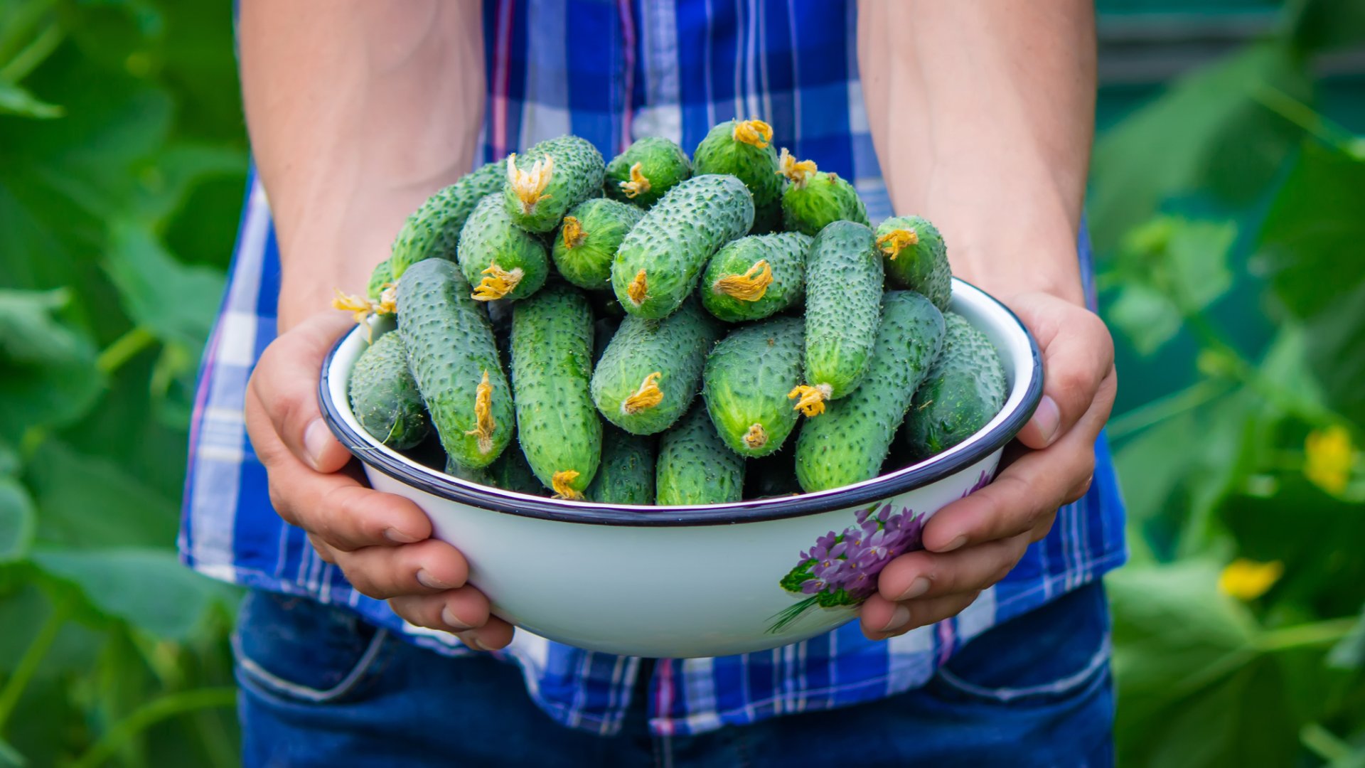 Hogyan lesz a friss, ropogós uborka még szebb! Tipp a kiváló terméshez Hogyan lesz a friss, ropogós uborka még szebb! Tipp a kiváló terméshez