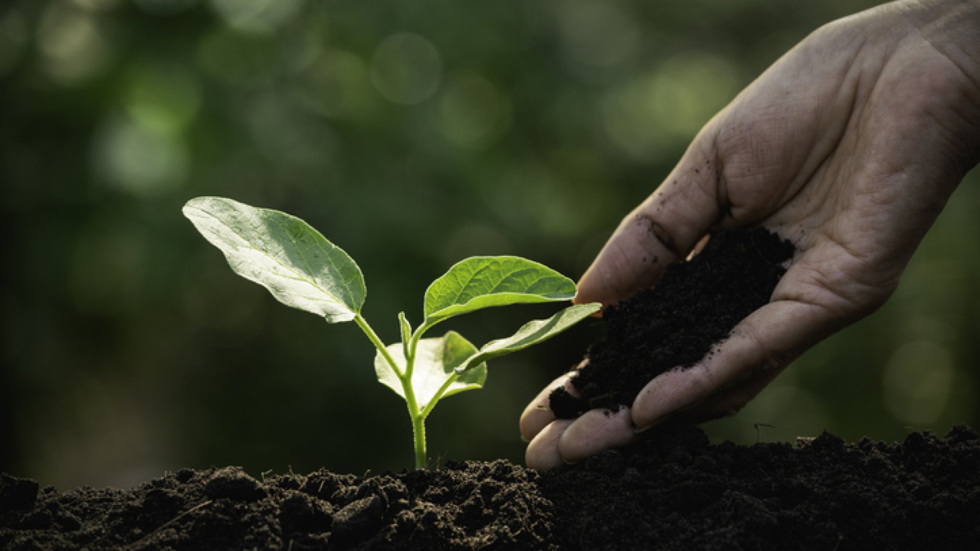 Egy igazán hatékony és környezetbarát módszer: a mélymulcsolás technikája