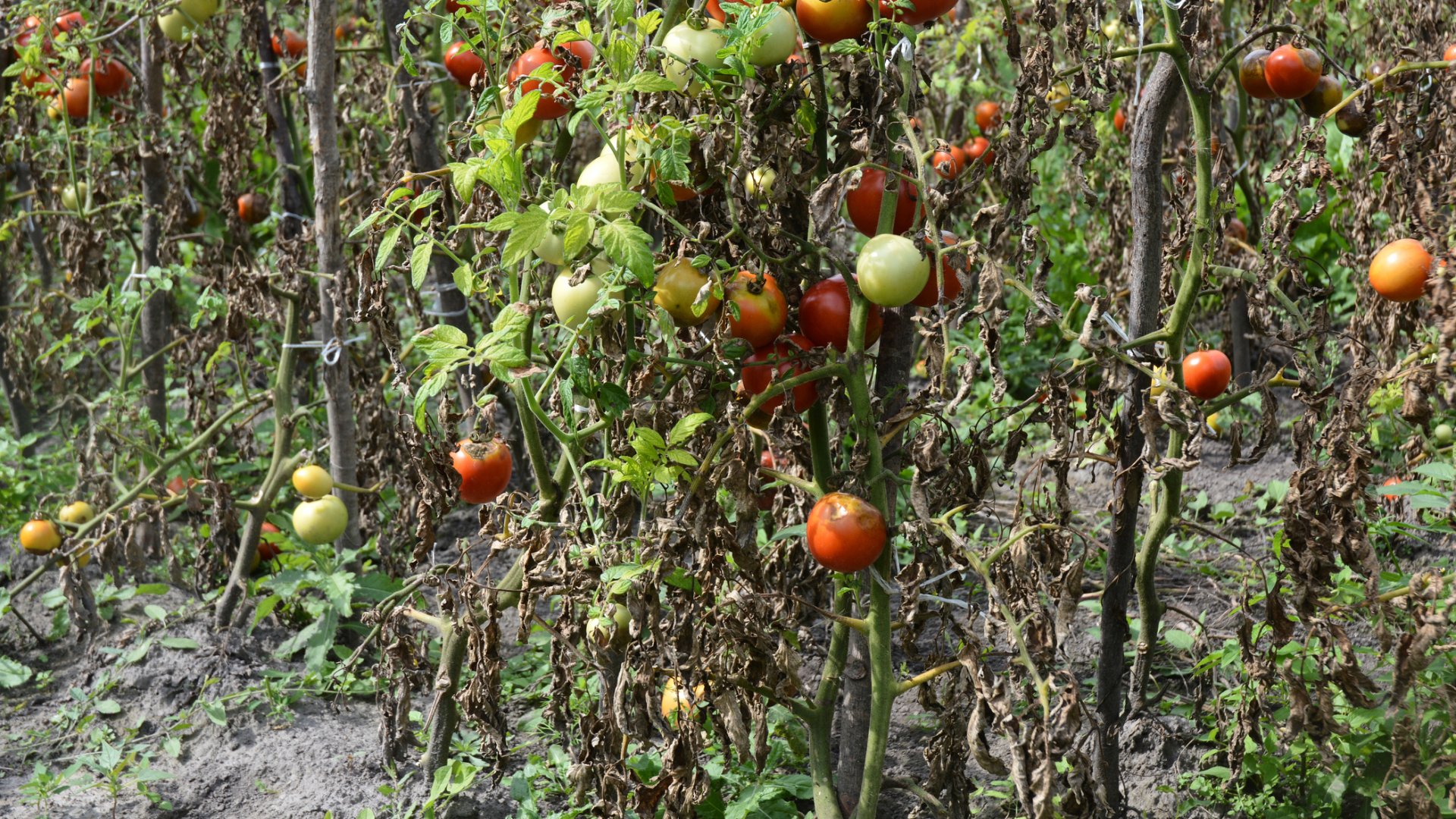A rettegett paradicsomvész! Tudj meg mindent, és védekezz hatékonyan