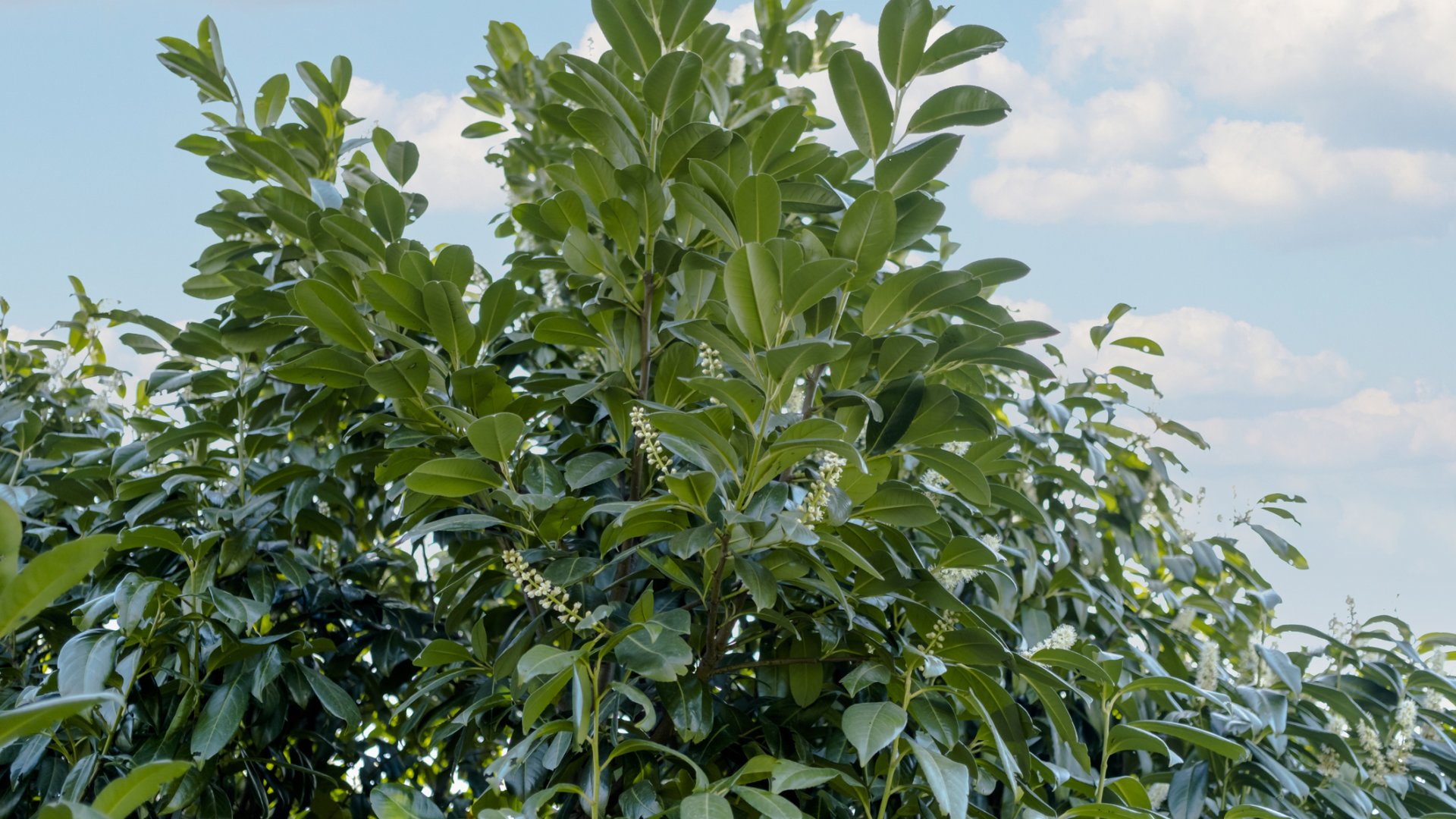 Fedezd fel a babérmeggy legszebb fajtáit: zöldellő csodák a kertben!