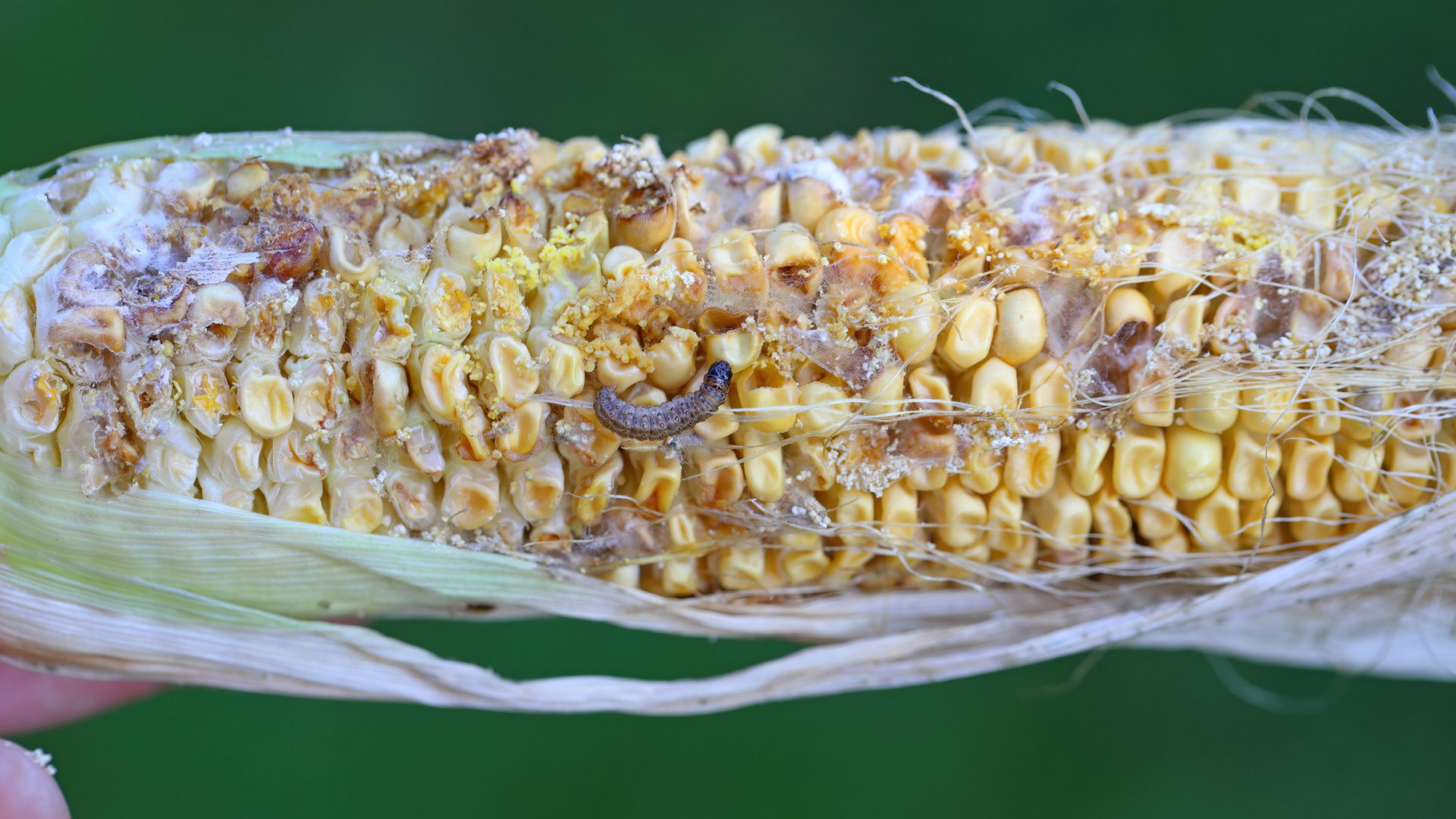 Kukoricamoly (Ostrinia nubilalis)