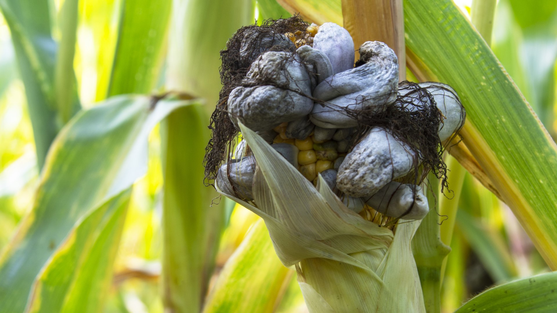 Itt a megoldás! A kukorica betegségei és módszerek a leküzdésükhöz