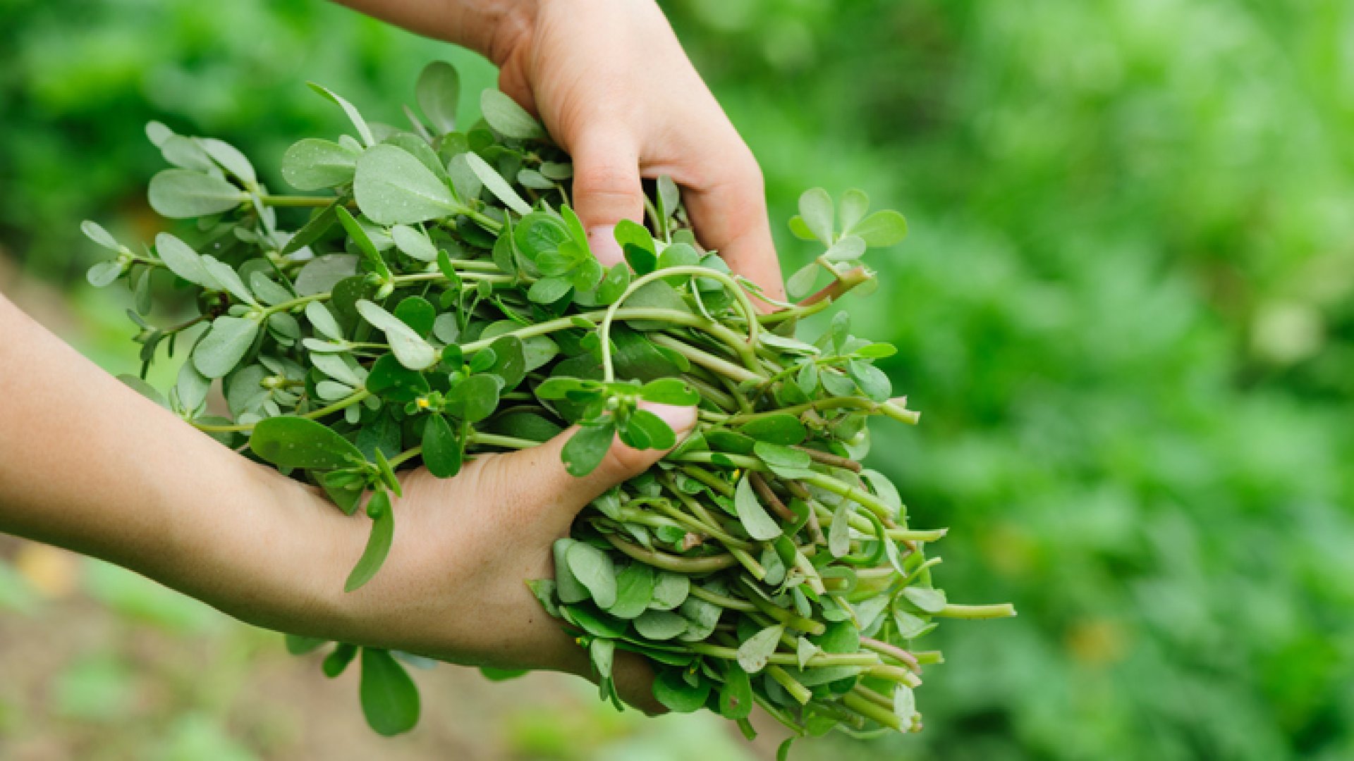 savanyú porcsin recept