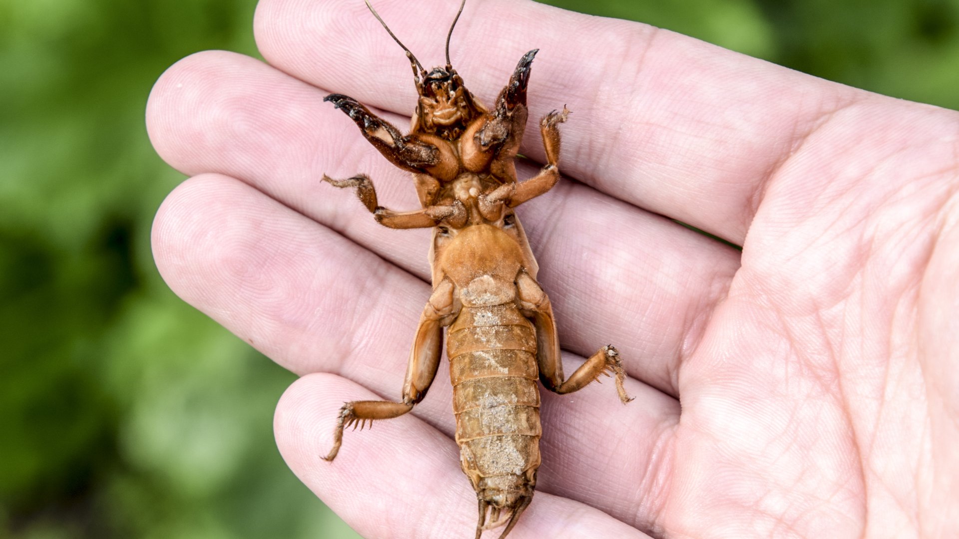 Ez a krumpli legnagyobb ellensége, így védekezz a lótücsök ellen! Ez a krumpli legnagyobb ellensége, így védekezz a lótücsök ellen!