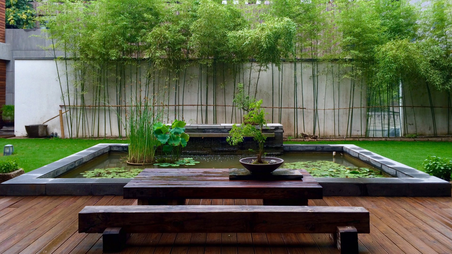 Egy tökéletes árnyékoló, a kerti bambusz gondozása! Nézzük meg miért!