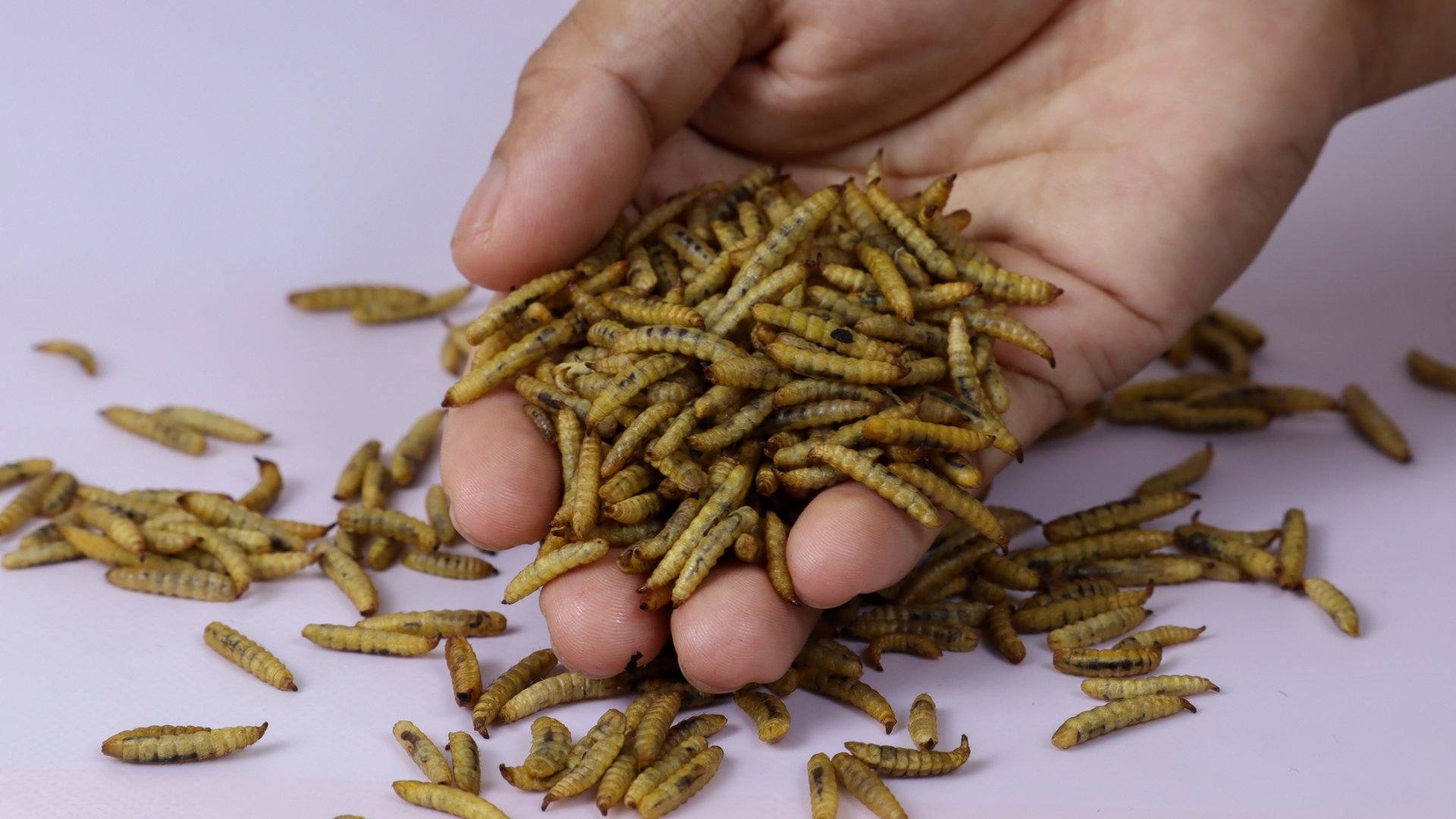 Agrárhírek: Aktuális hírek a dinnyetermés és a takarmányozás témában Agrárhírek: Aktuális hírek a dinnyetermés és a takarmányozás témában