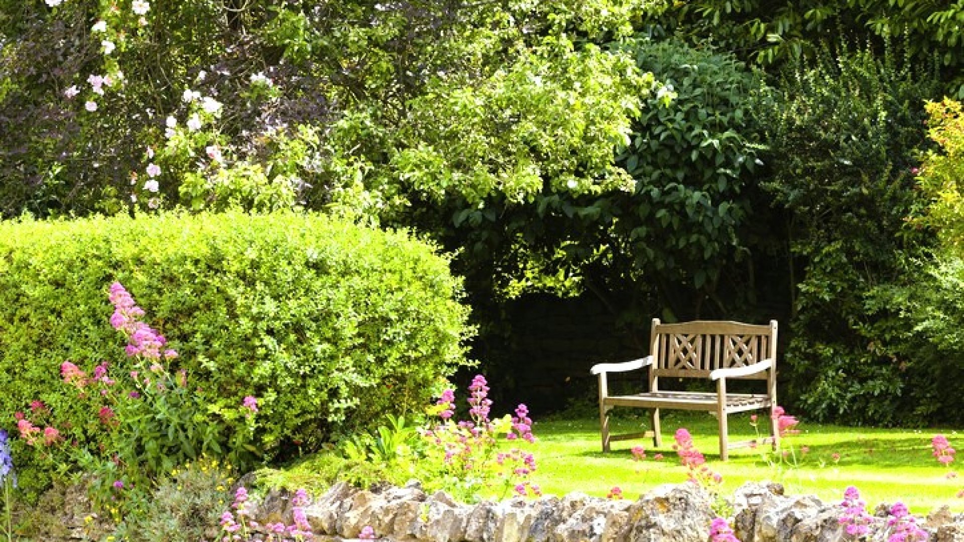 A csodasövény szaporítása, tippek, trükkök a sikerhez