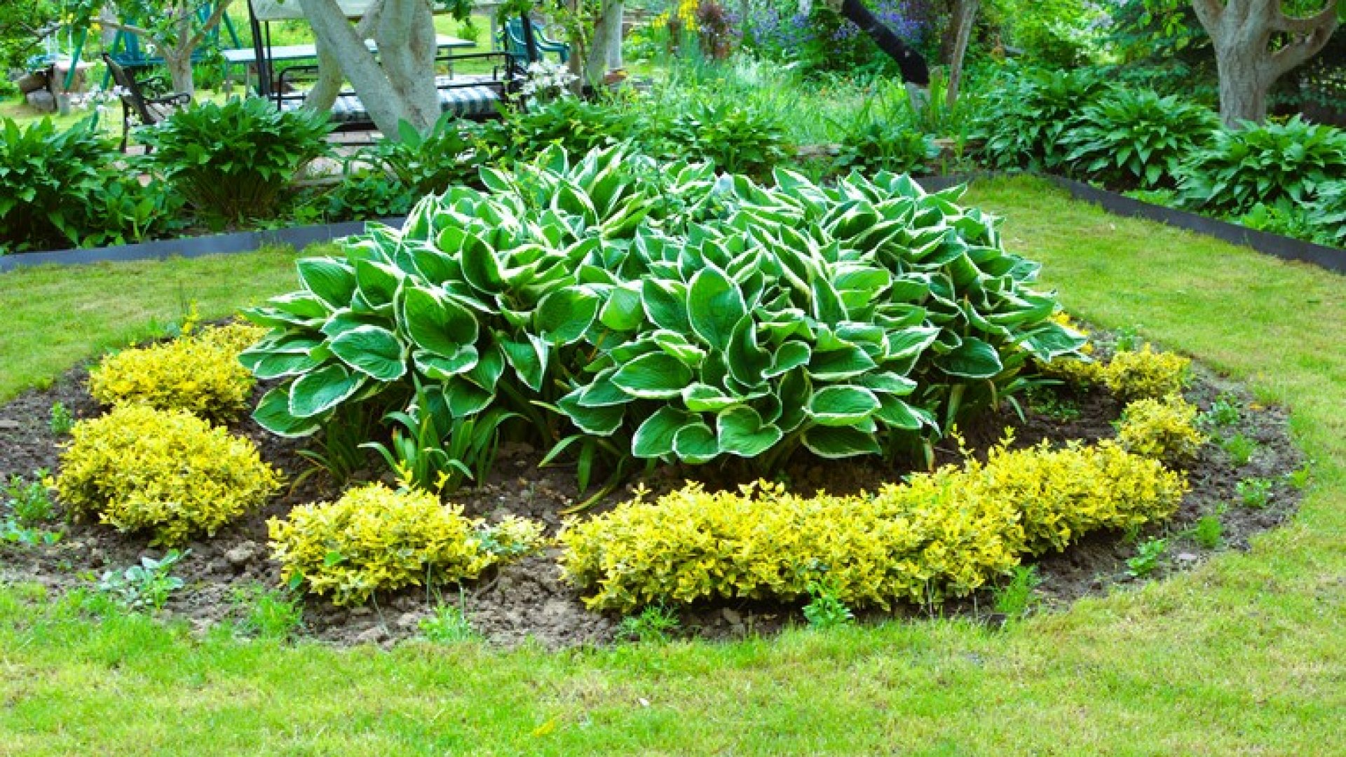 Gyorsan nővő, örökzöld talajtakaró növények, amiket imádni fogsz