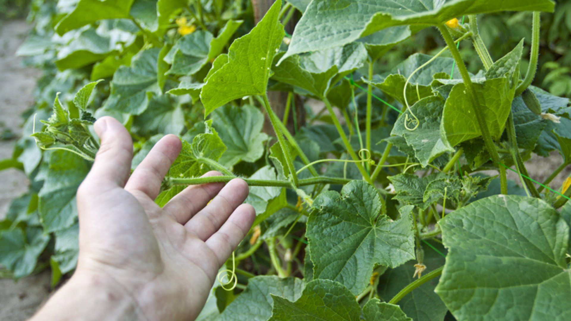 Miért nem terem az uborka? Utánajártunk, mi lehet az oka Miért nem terem az uborka? Utánajártunk, mi lehet az oka