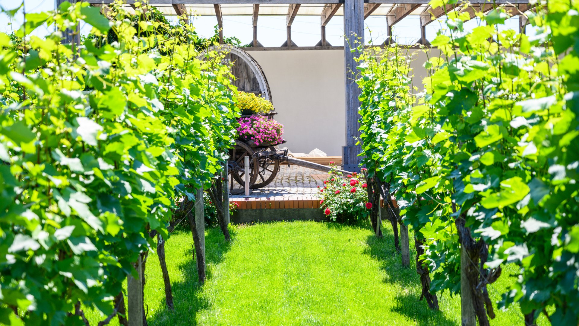 A szőlő zöldmunkái Bálint gazda gondolataival tolmácsolva