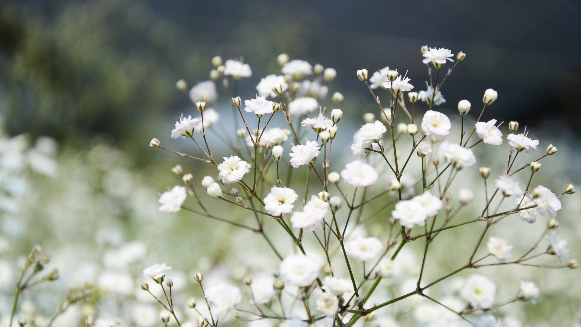 Rezgő virág – az egyik legkecsesebb virág, amit kertünkbe ültethetünk!