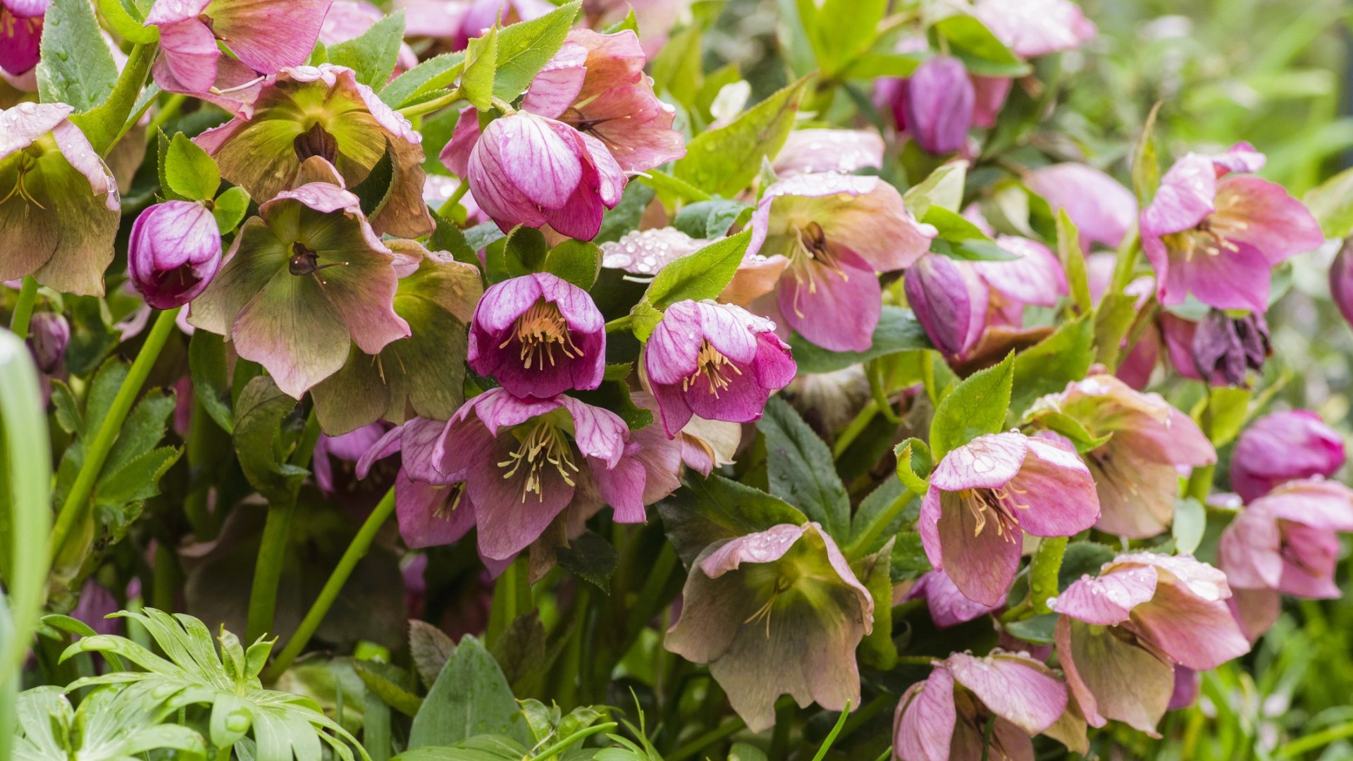 A legszebb őshonos, magyar virágok, amiktől egy oázis lesz a kerted