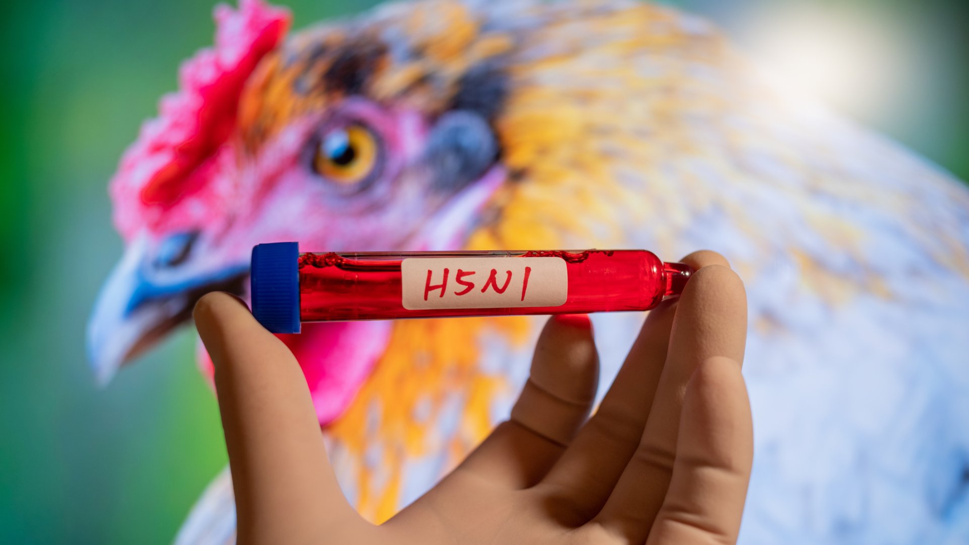 Az európai és magyar madárinfluenza helyzet