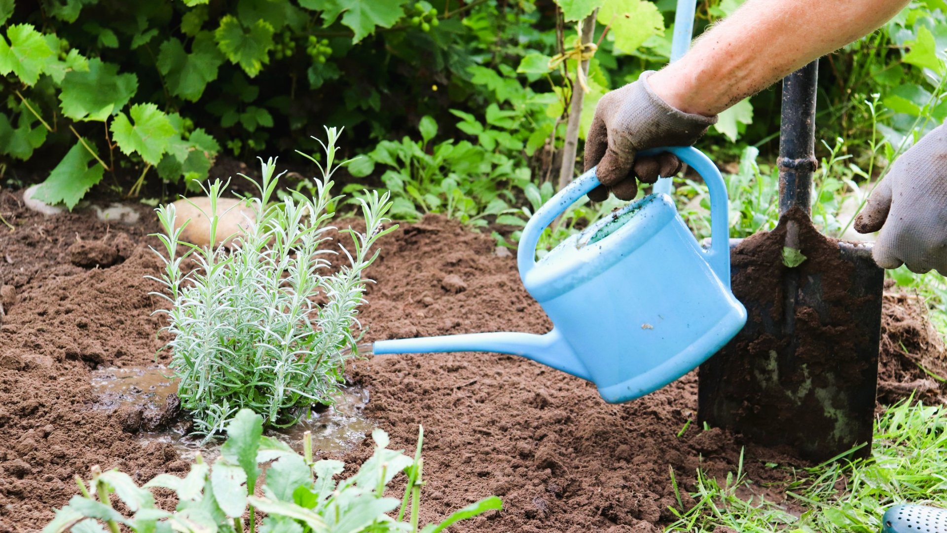 Kerti növények szaporítása egyszerűen! Nézd meg, hogyan!