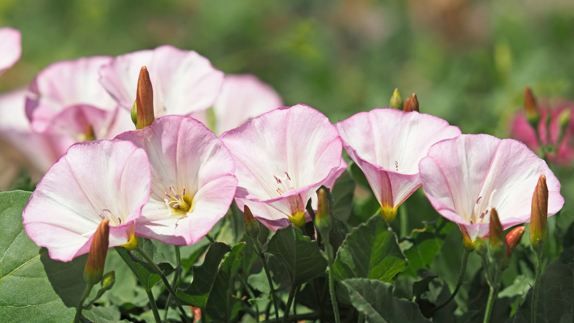 Kiirthatatlan gyomnövények a kertben? Ezektől minél előbb szabadulj meg!