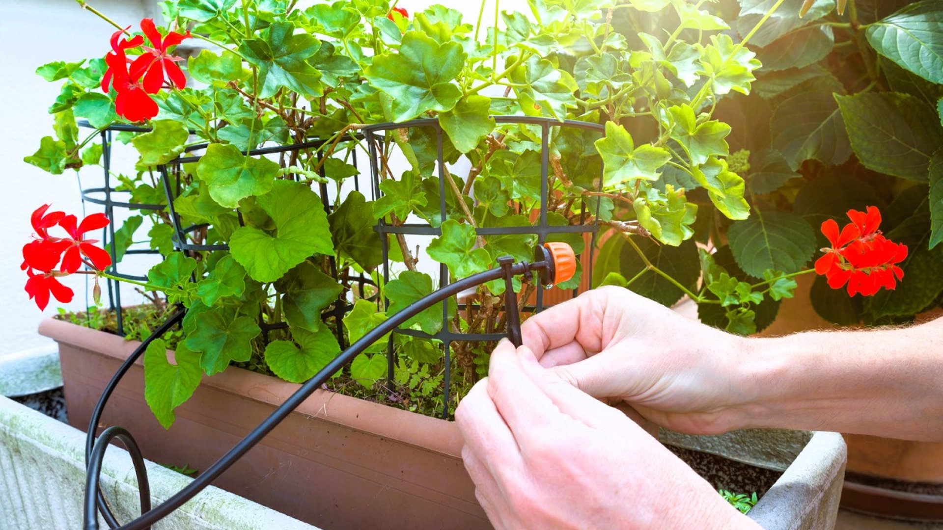 4. érv: Javítja a növények egészségét a csepegtető öntözés 4. érv: Javítja a növények egészségét a csepegtető öntözés