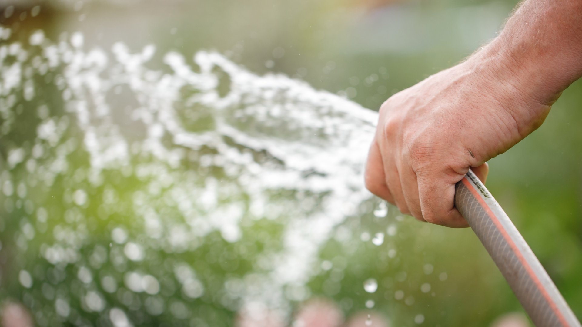 Tippek és trükkök: locsolás kánikulában a különböző növények esetén