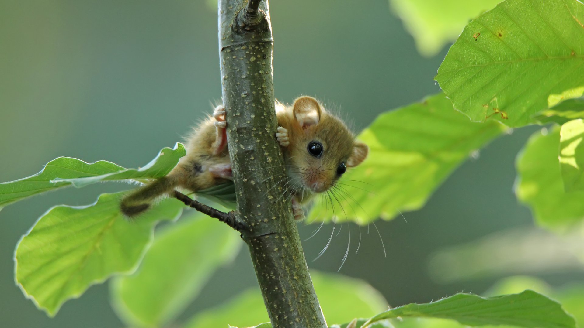 Mechanikai akadályokkal is távol tartható a pele