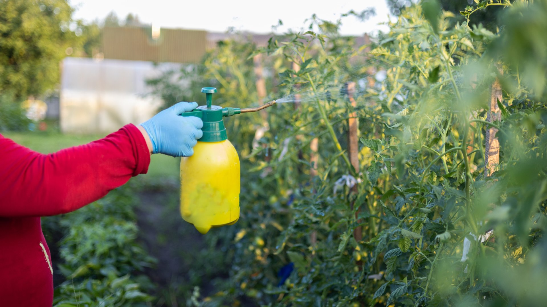 Mítosz vagy valóság a tejes, jódos permetezés?