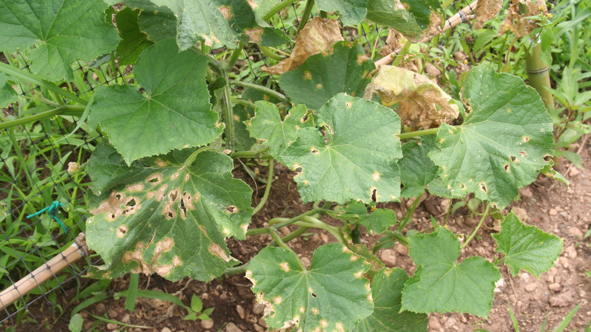 + Egy kis érdekesség a közkedvelt uborkáról + Egy kis érdekesség a közkedvelt uborkáról