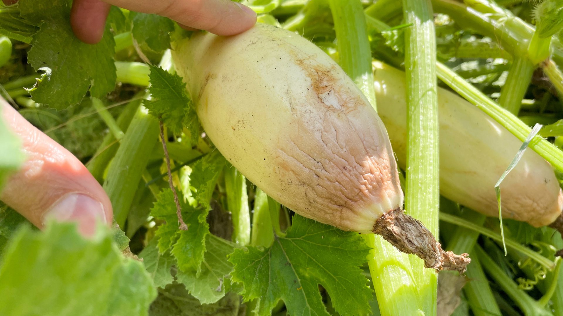 A talaj pH-értéke is hatással van a cukkini színére