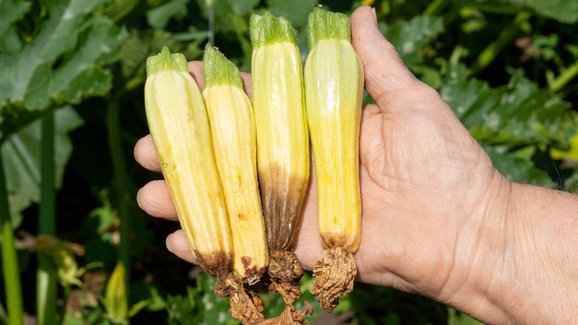 Ezért sárgul be a cukkini egy kertész szerint