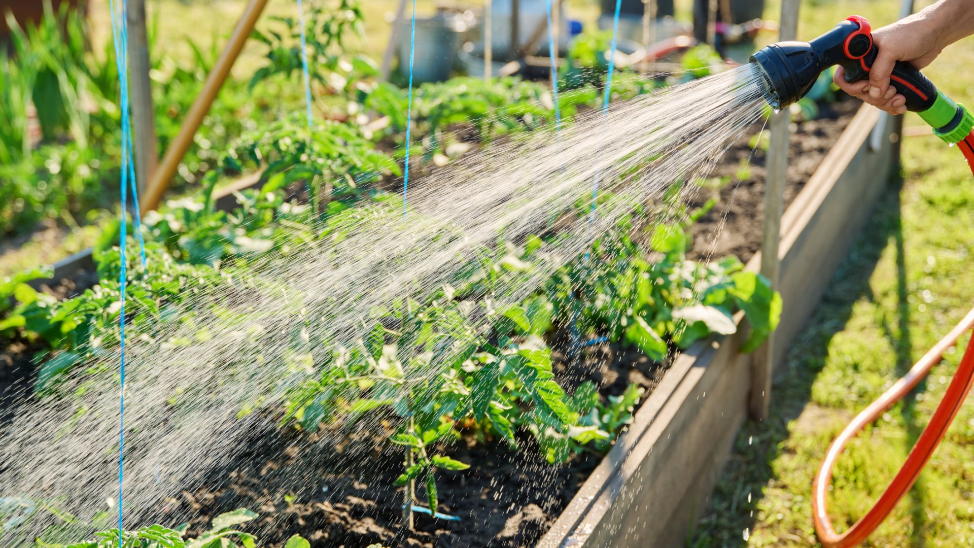 Ez a tökéletes időpont a paradicsom locsolásához a kánikulában Ez a tökéletes időpont a paradicsom locsolásához a kánikulában