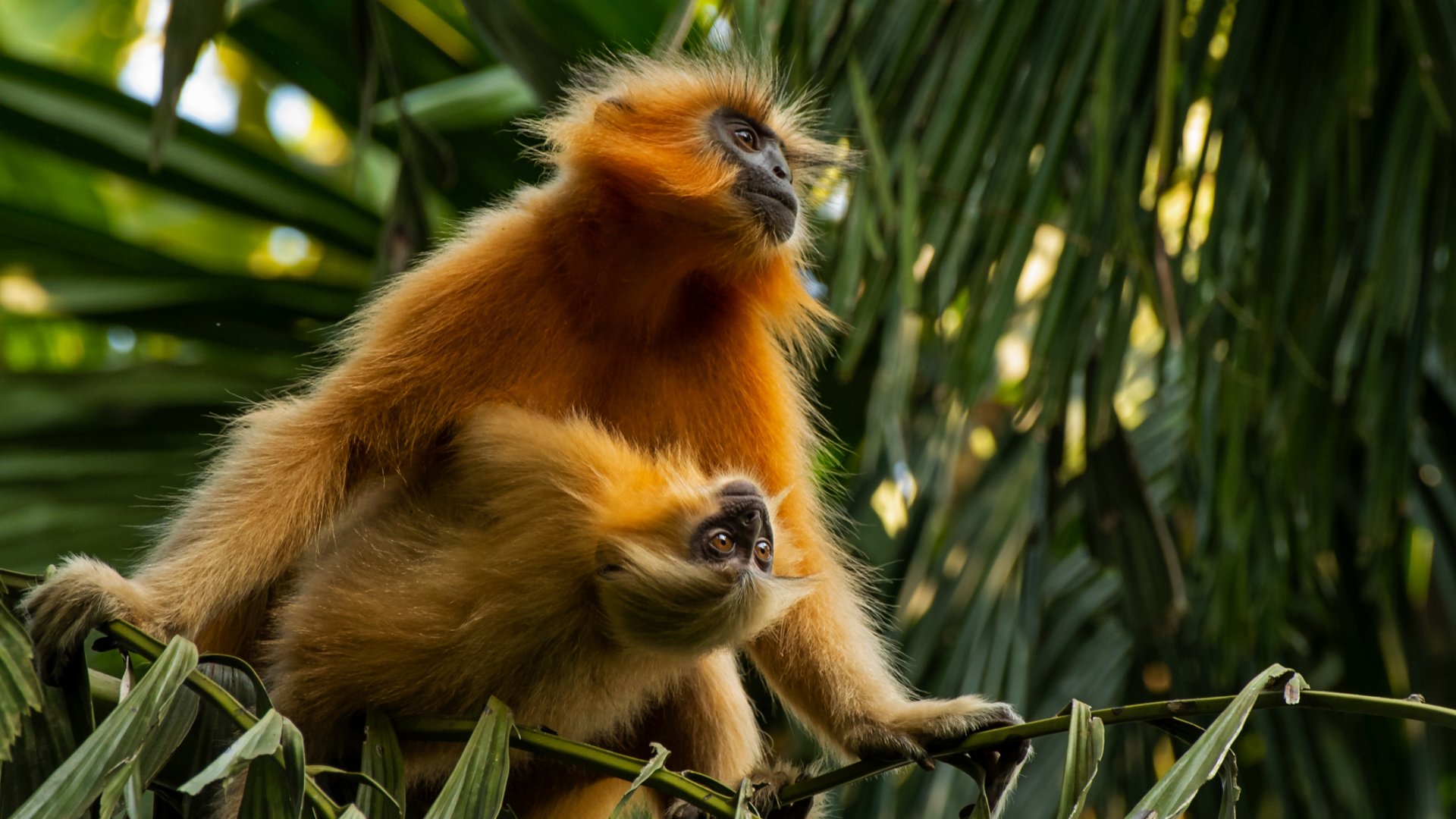 A világ 10 legritkább állata, amik közel állnak a teljes kihaláshoz A világ 10 legritkább állata, amik közel állnak a teljes kihaláshoz