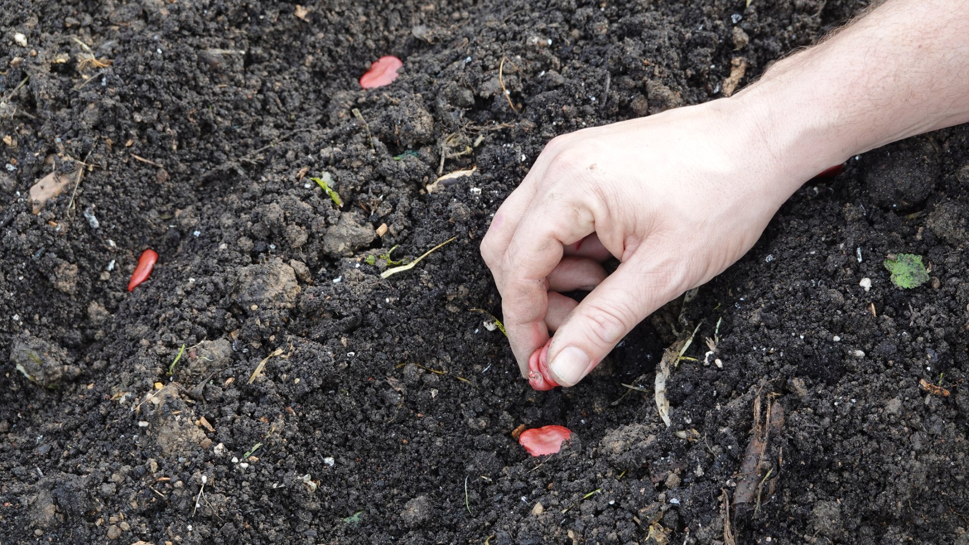Másodvetés a kertben - Mutatom miket és hogyan ültess ilyenkor