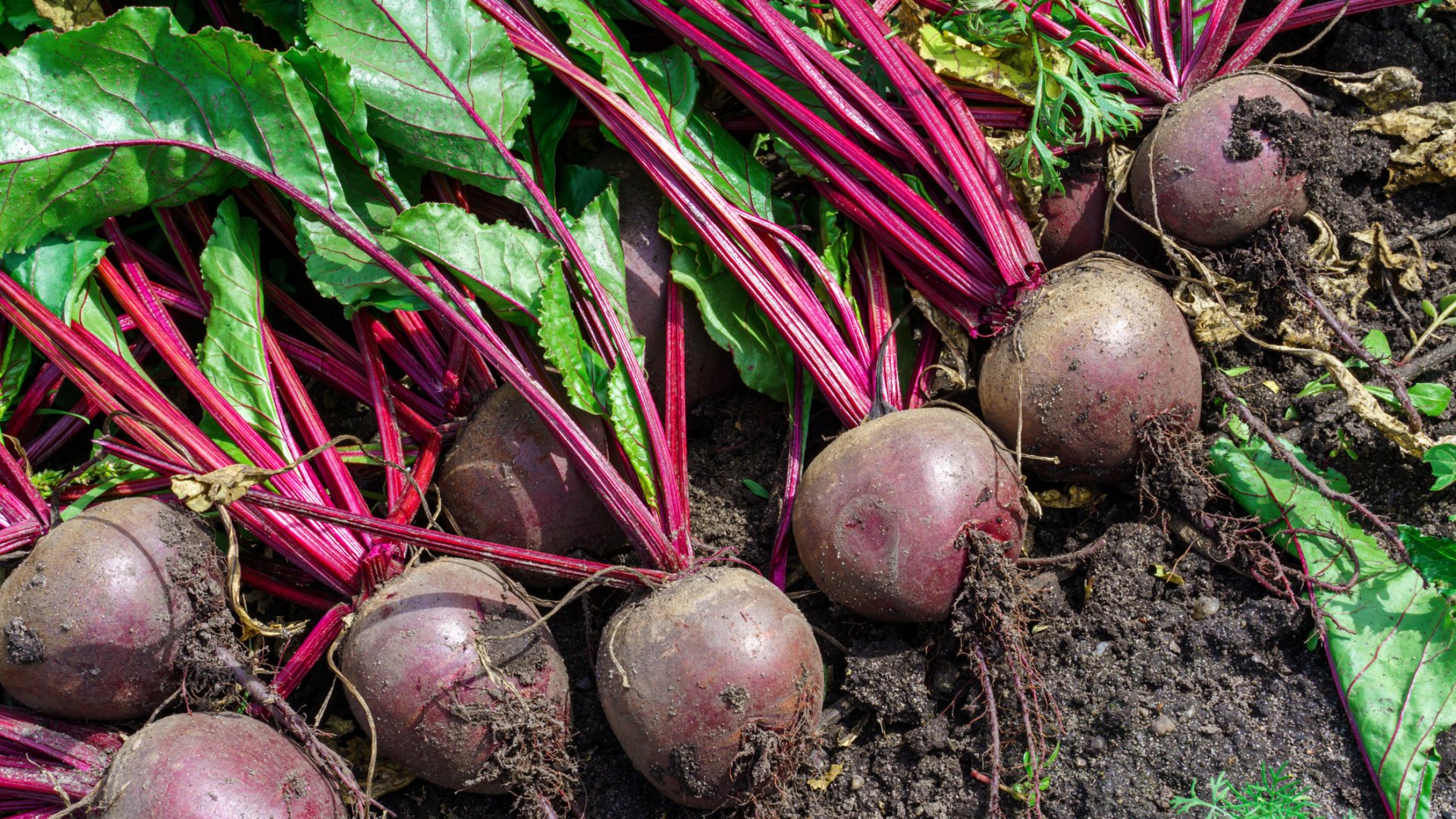 5+1 tipp a legfinomabb cékla termés érdekében egy kertésztől