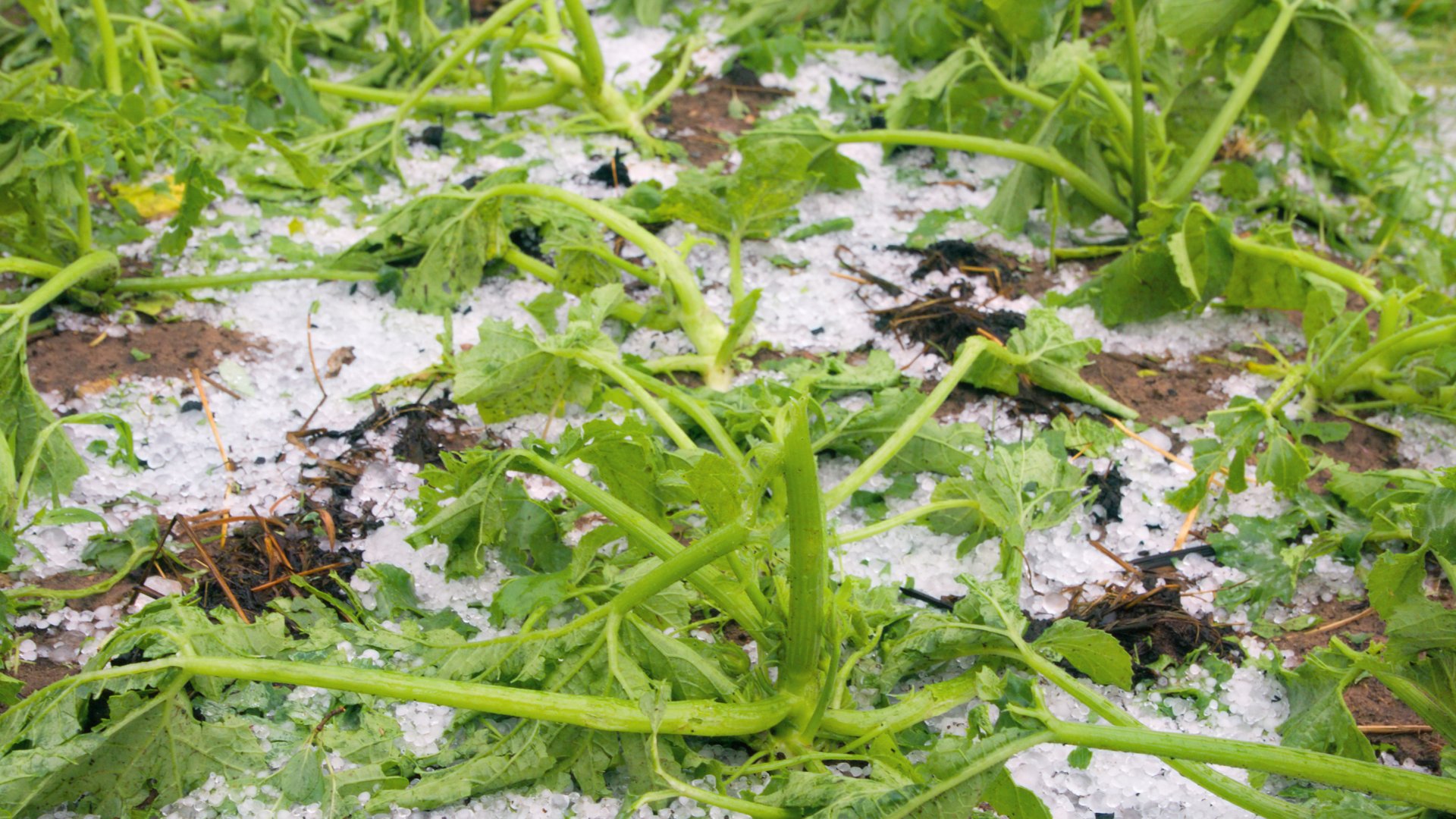 Elverte a jégeső a veteményesedet? - Ne ess pánikba, helyre lehet hozni!