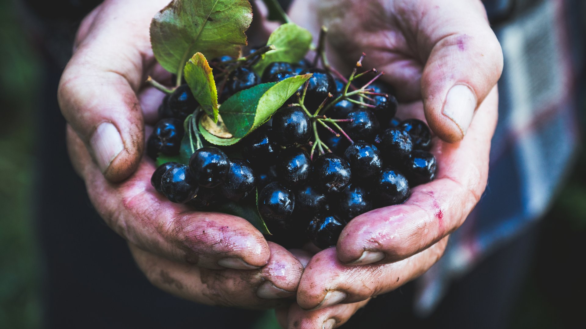 A fekete berkenye ültetése életed legjobb döntése lehet! Mutatjuk miért A fekete berkenye ültetése életed legjobb döntése lehet! Mutatjuk miért