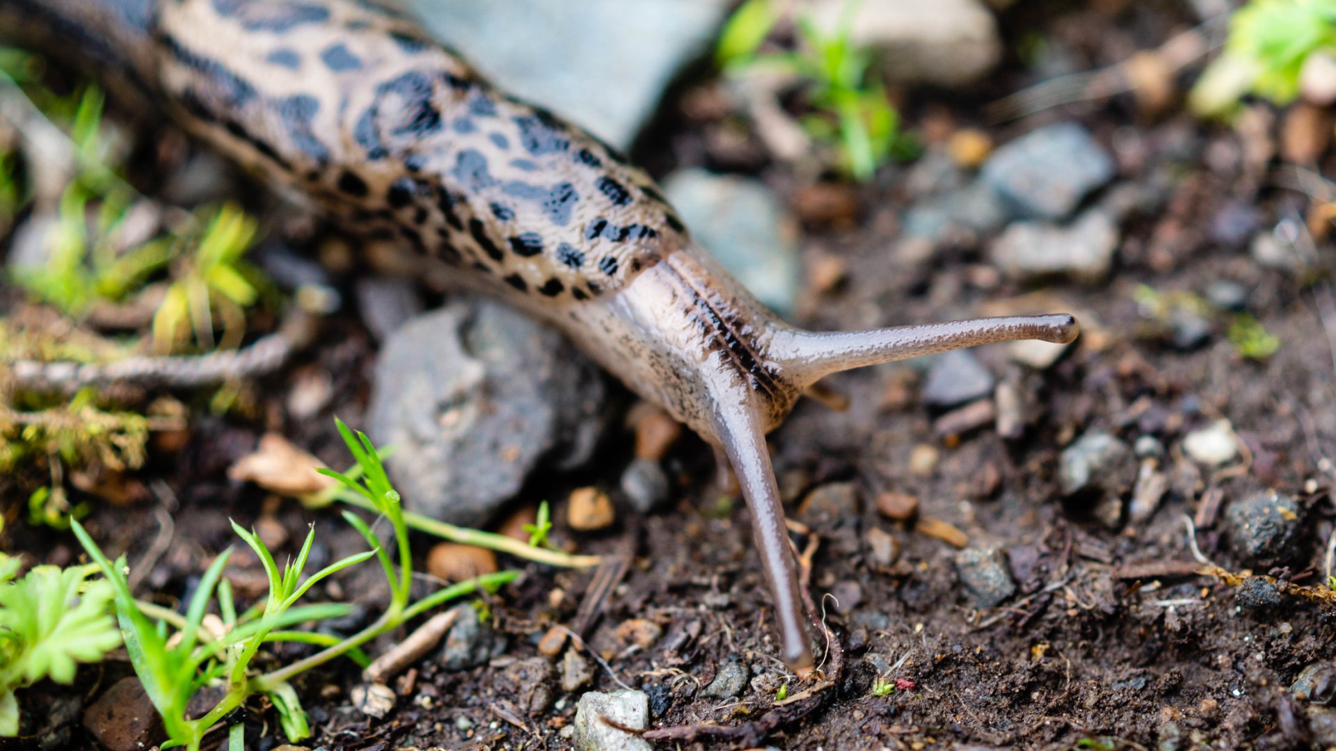 Ezért ne bántsd a tigriscsigát, kerted jó barátja
