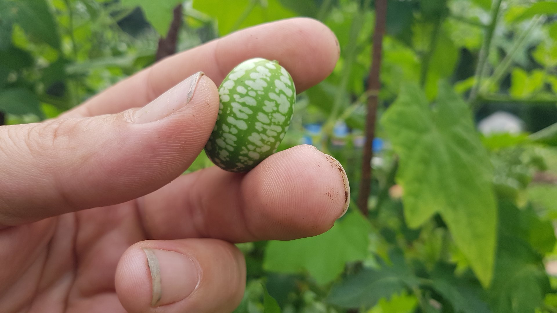 Ismerd meg az egérdinnyét: apró csodagyümölcs a kertedben Ismerd meg az egérdinnyét: apró csodagyümölcs a kertedben