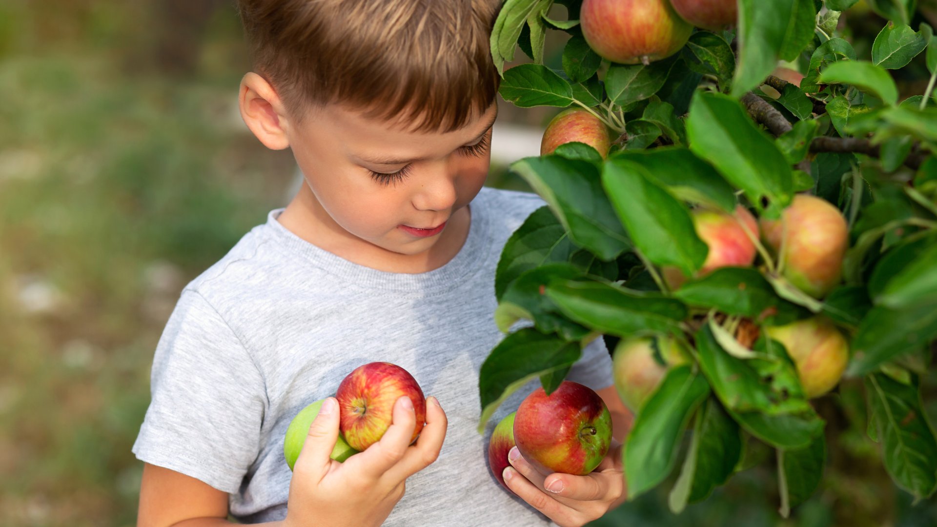 Kövesd ezeket a tippeket, hogy a kertedben minden gyümölcsfa bőségesen teremjen Kövesd ezeket a tippeket, hogy a kertedben minden gyümölcsfa bőségesen teremjen