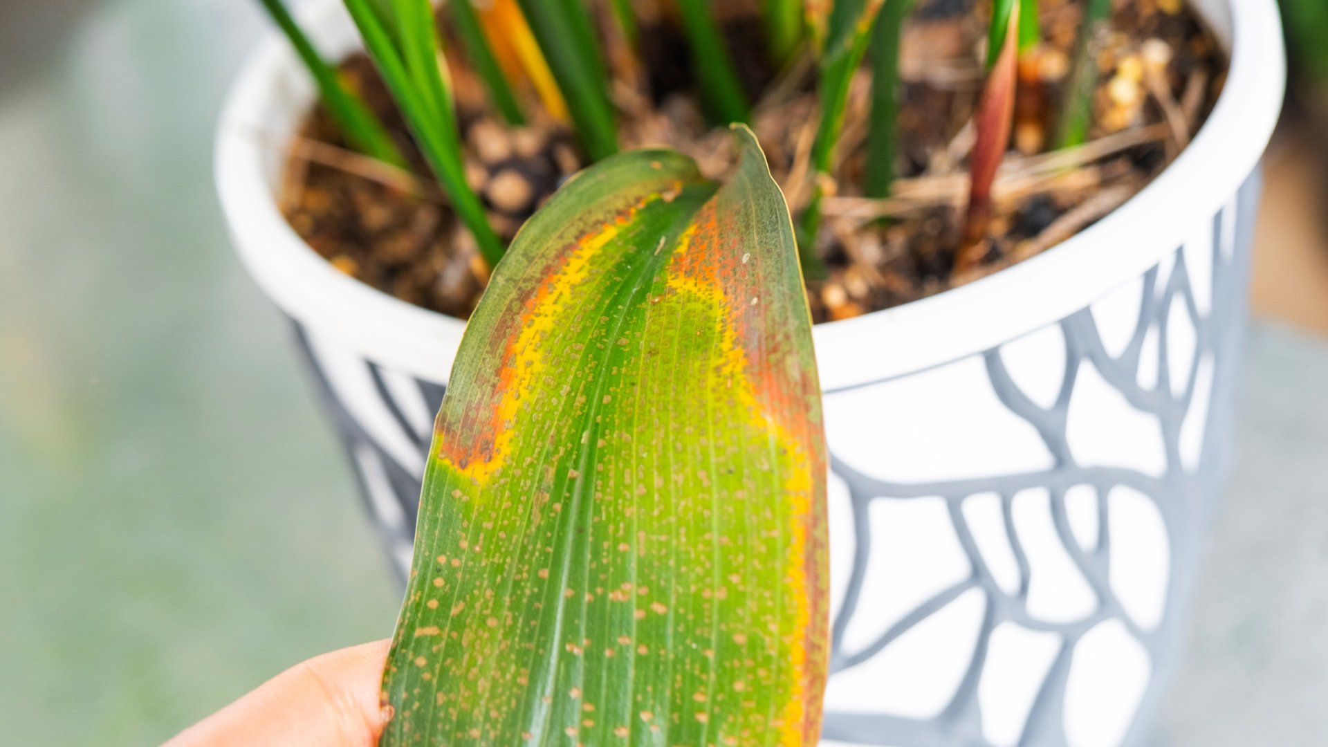 Mit lehet tenni, ha megégtek a növényeim a napon?