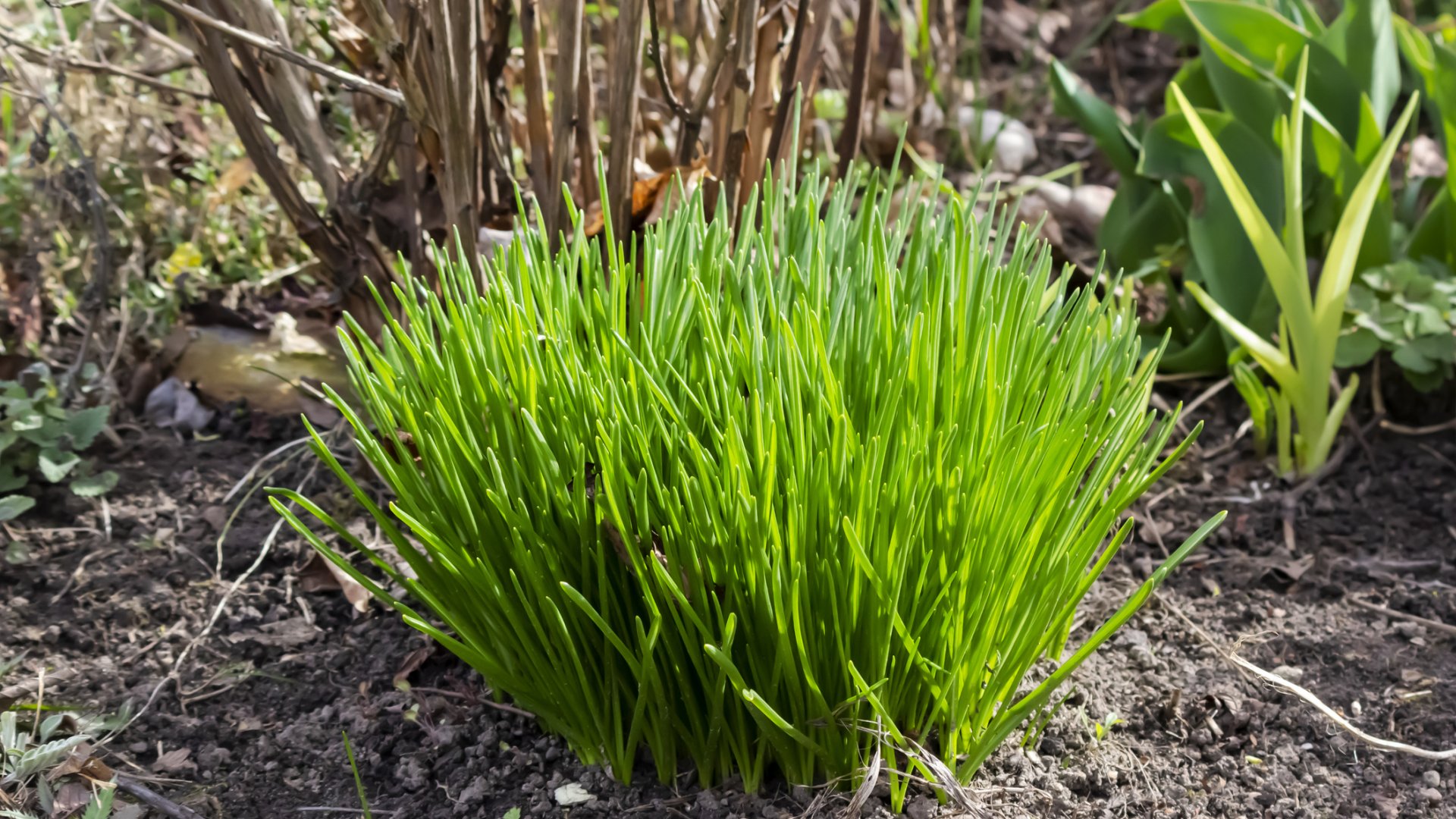 Hogyan használjuk a metélőhagymát - A kertben és a konyhában