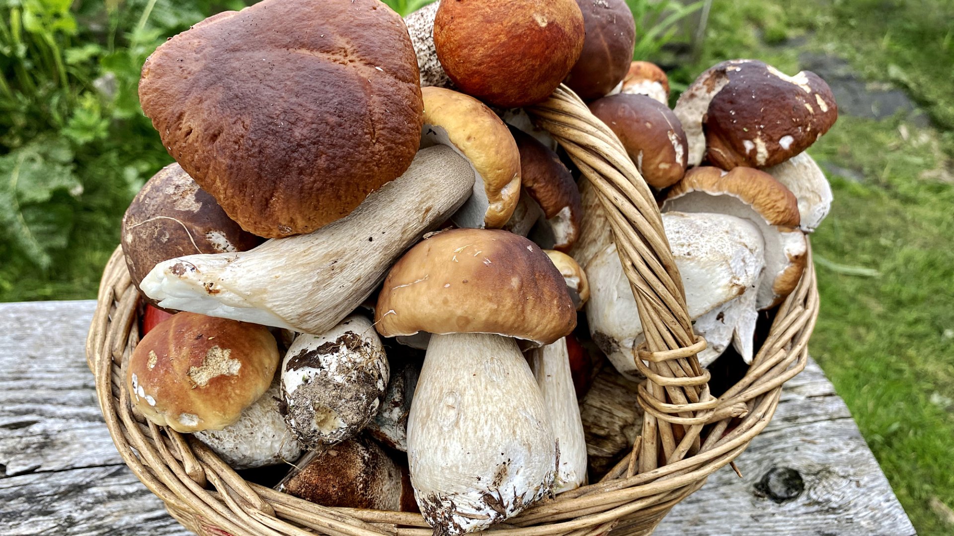 A vargánya gomba - ízletes és nagyon egészséges is! A vargánya gomba - ízletes és nagyon egészséges is!