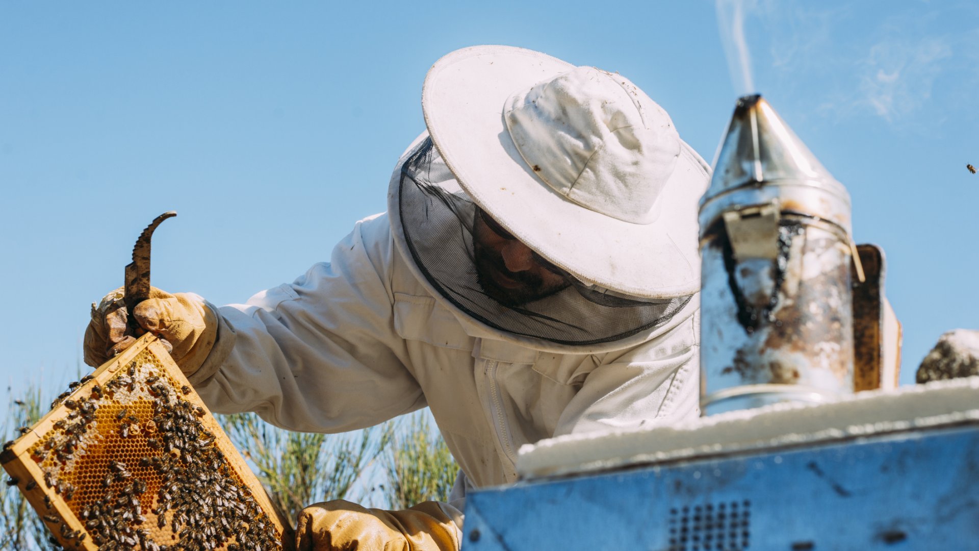 Te tudtad miért használnak füstölőt a méhészek? - A méhek füstölése
