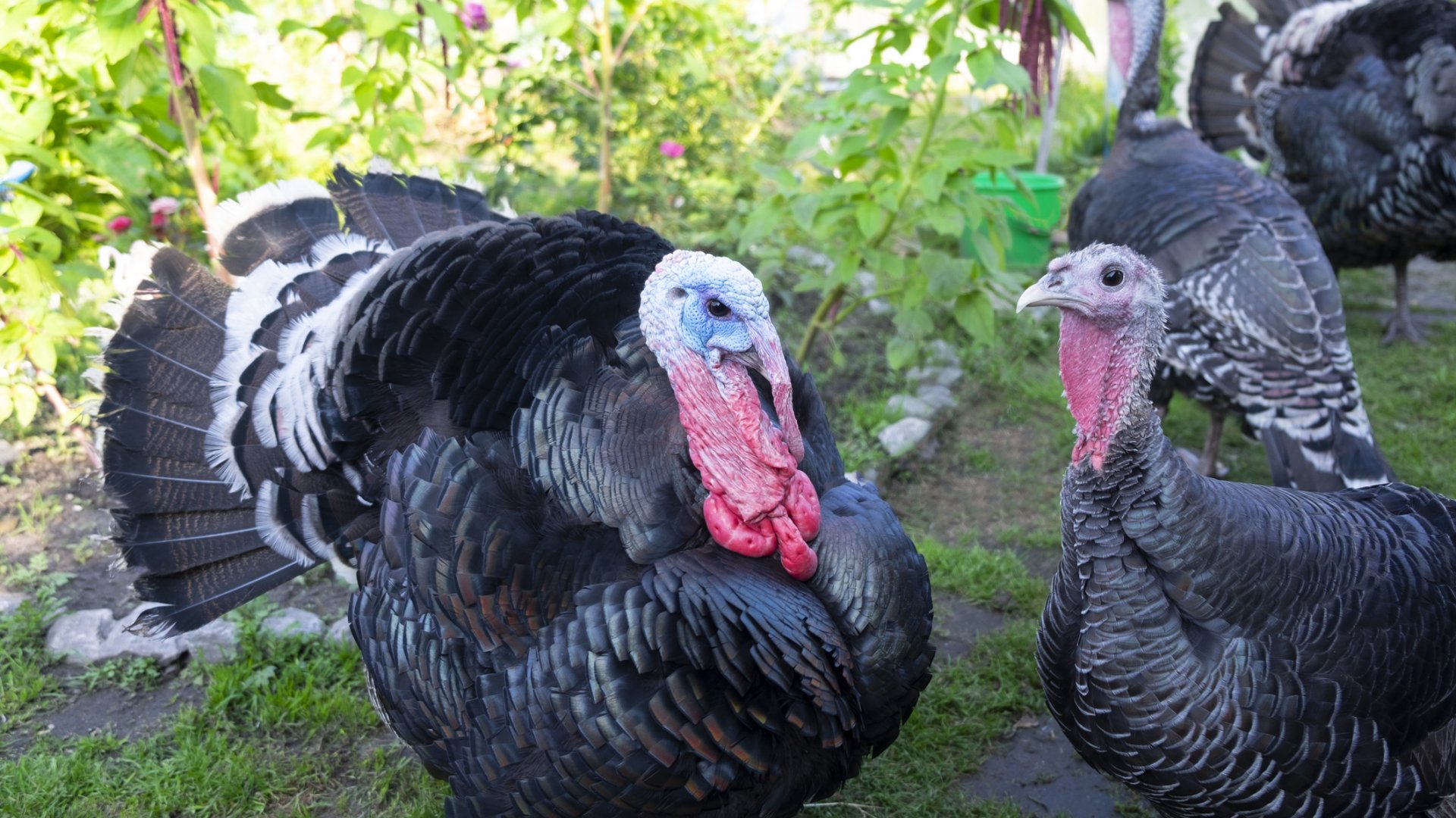 A pulykatartás előnyei és hátrányai - Ezeket vesd össze, ha pulykákat szeretnél tartani