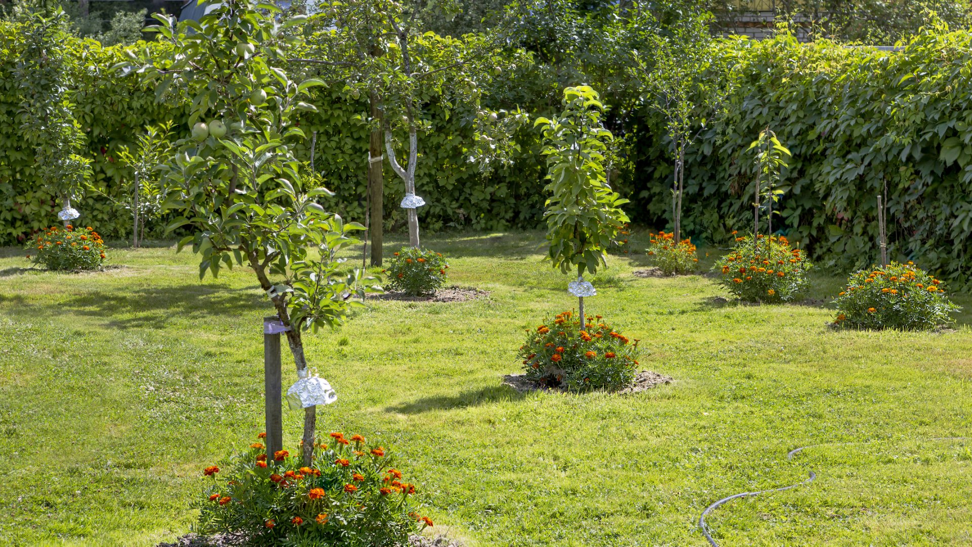 Gyümölcsfák kezdőknek - Ezeket ültesd el, ha pár éven belül termést szeretnél Gyümölcsfák kezdőknek - Ezeket ültesd el, ha pár éven belül termést szeretnél