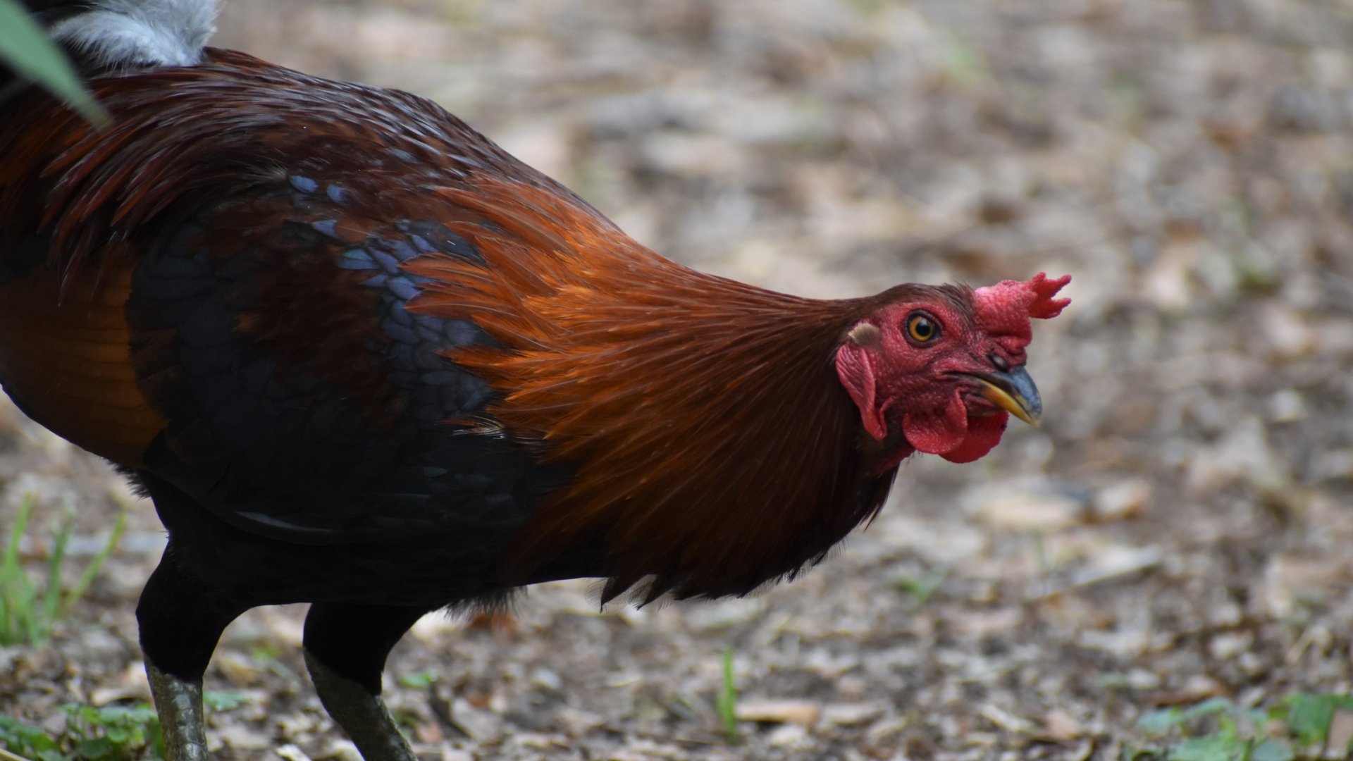 5 egyedi és különleges csirkefajta