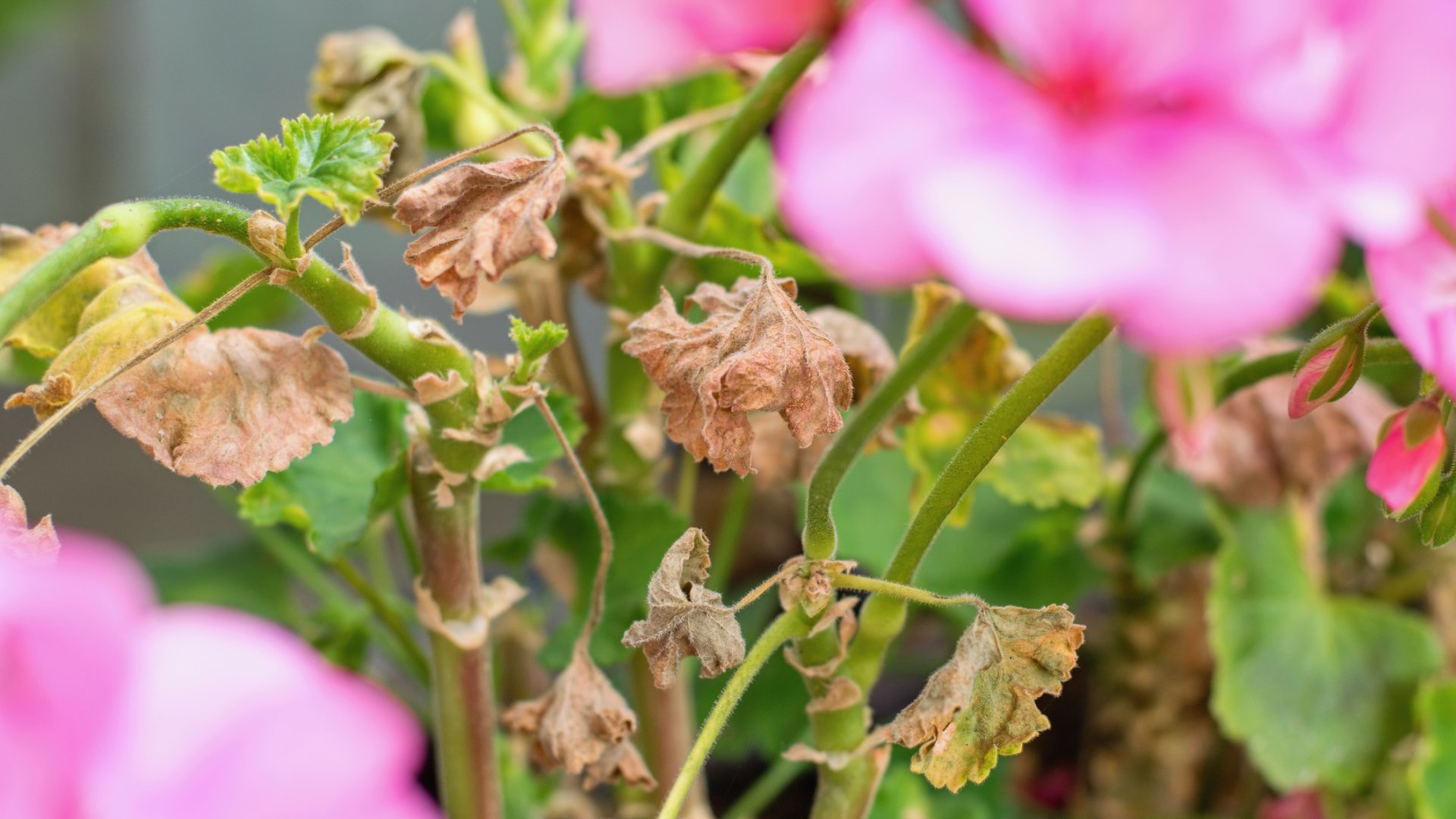 Ezek a muskátli leggyakoribb betegségei, így kerüld el őket