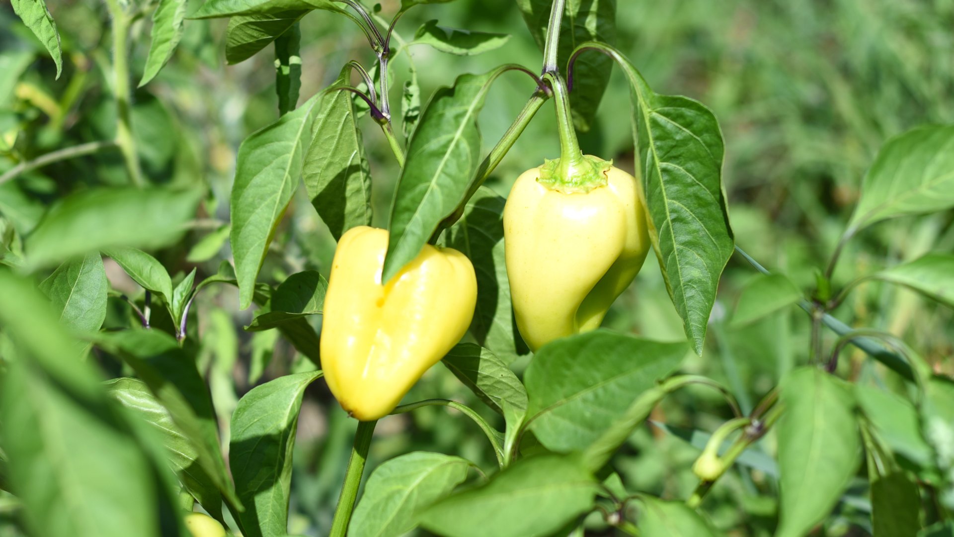 paprika betakarítása