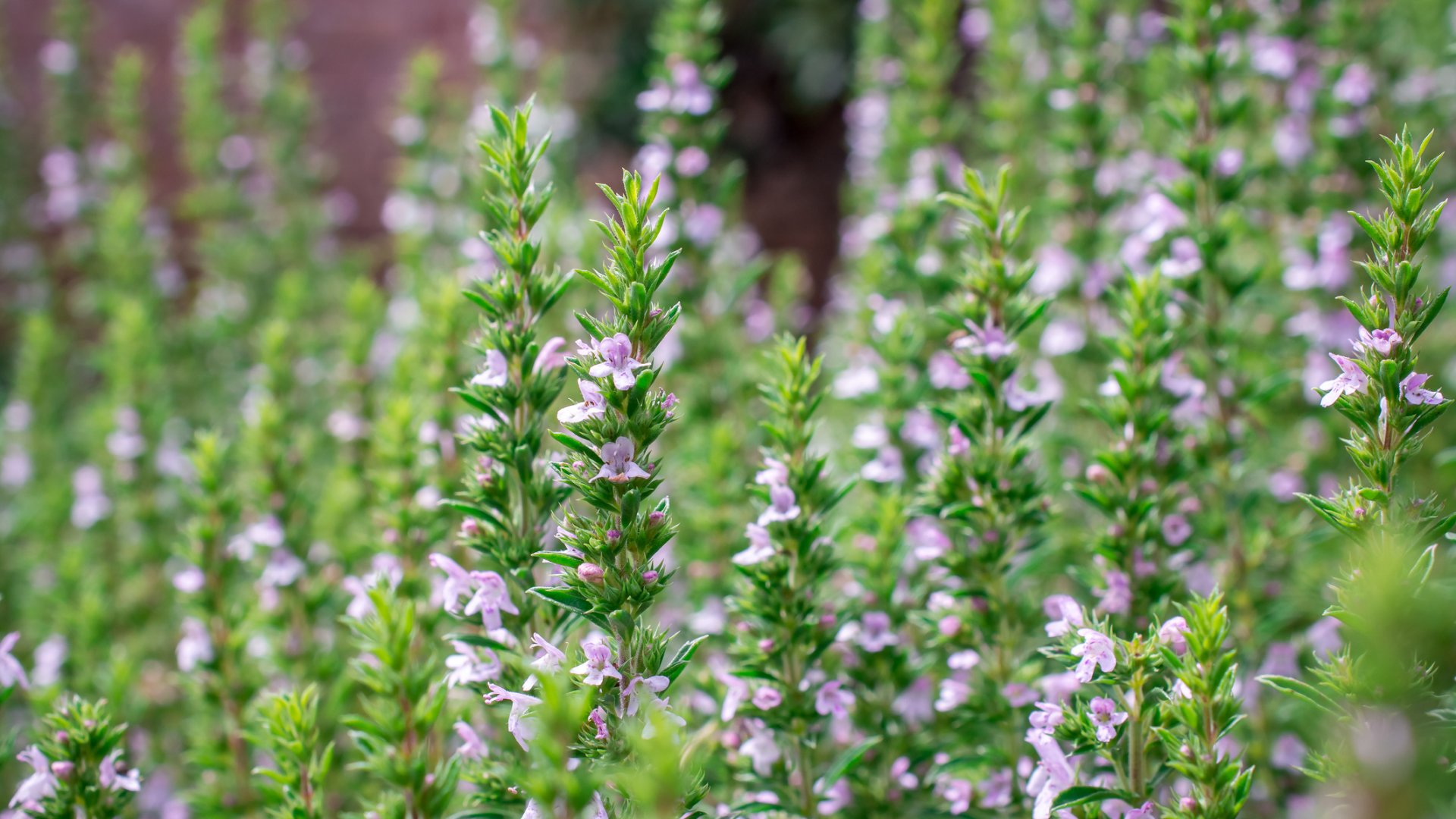 Hosszabbítsd meg a kakukkfű betakarítását ezzel a trükkel