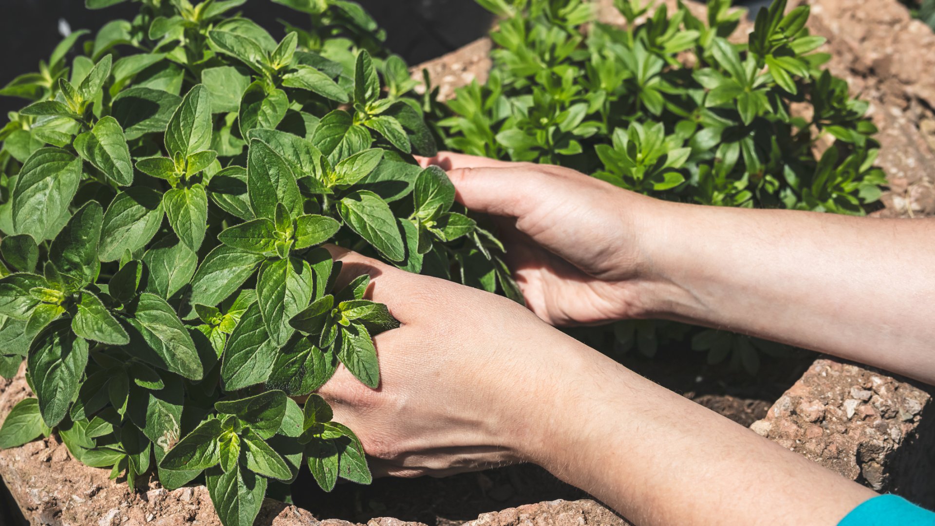 Ezeket a növényeket gyakran csipkedd meg, hogy bőséges termésed legyen