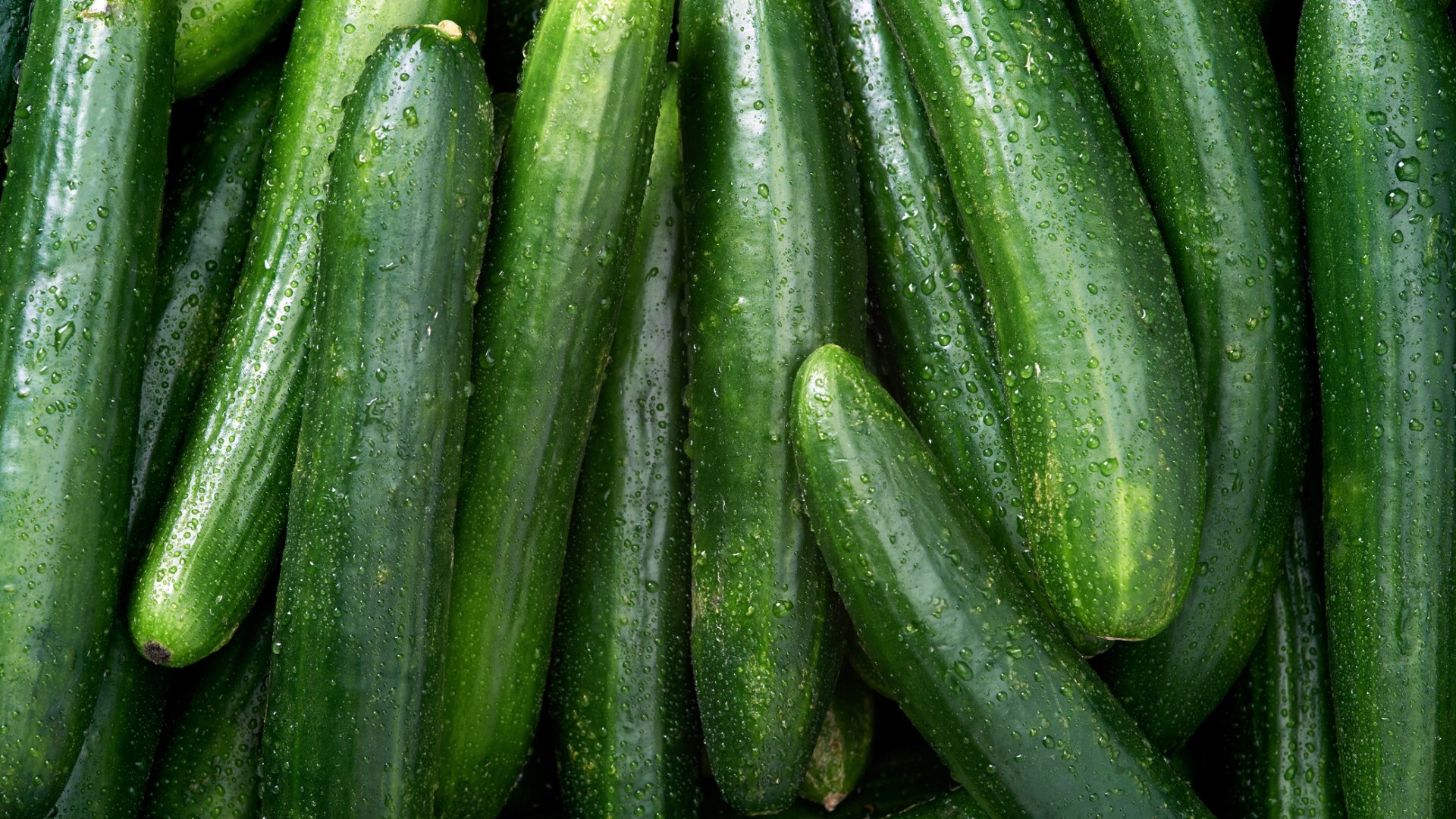 Ezeket a hibákat követik el a legtöbben az uborka termesztésénél